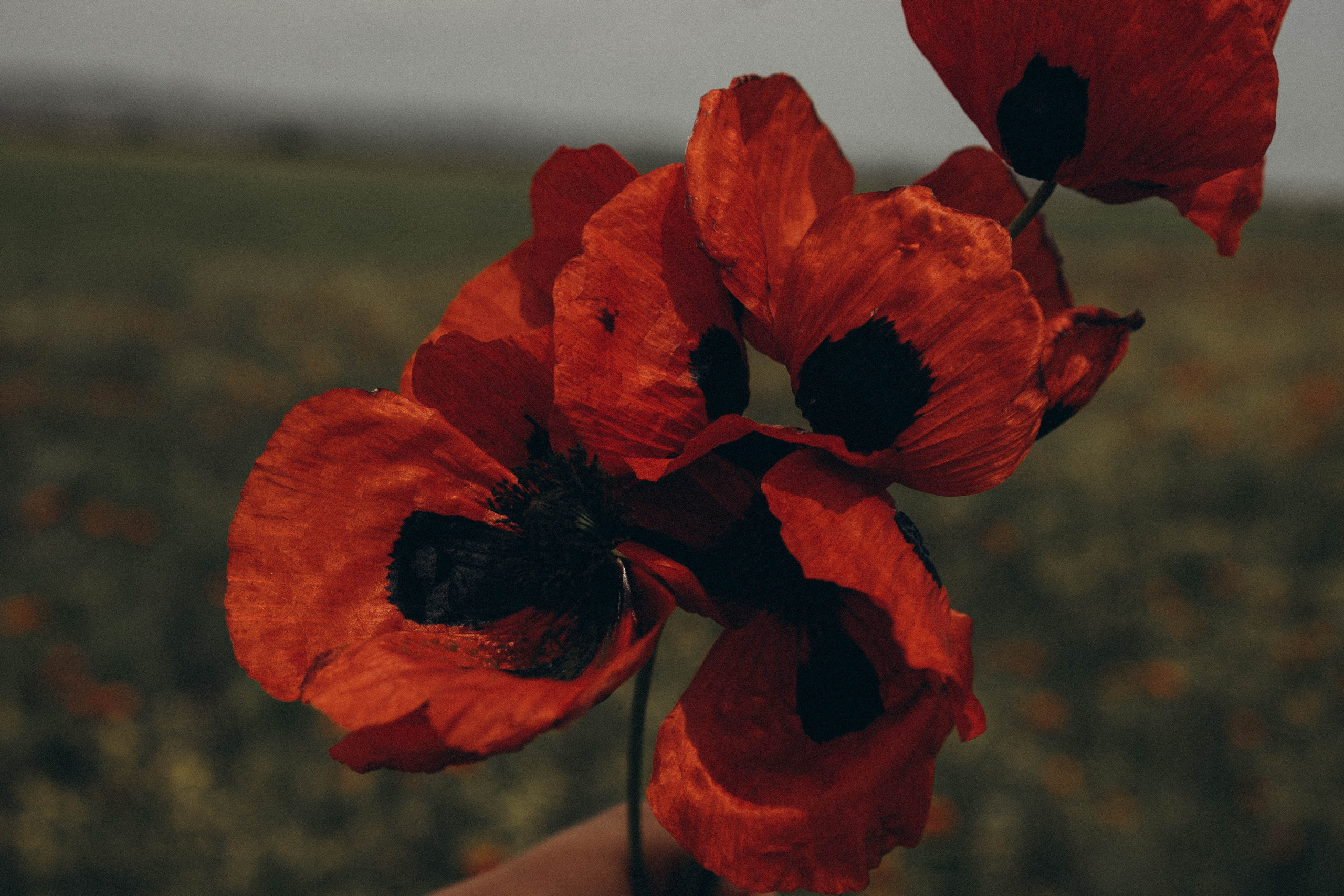 Путешествие в Дагестане. Профессиональный фотограф, Санкт-Петербург — Виктория Богомолова