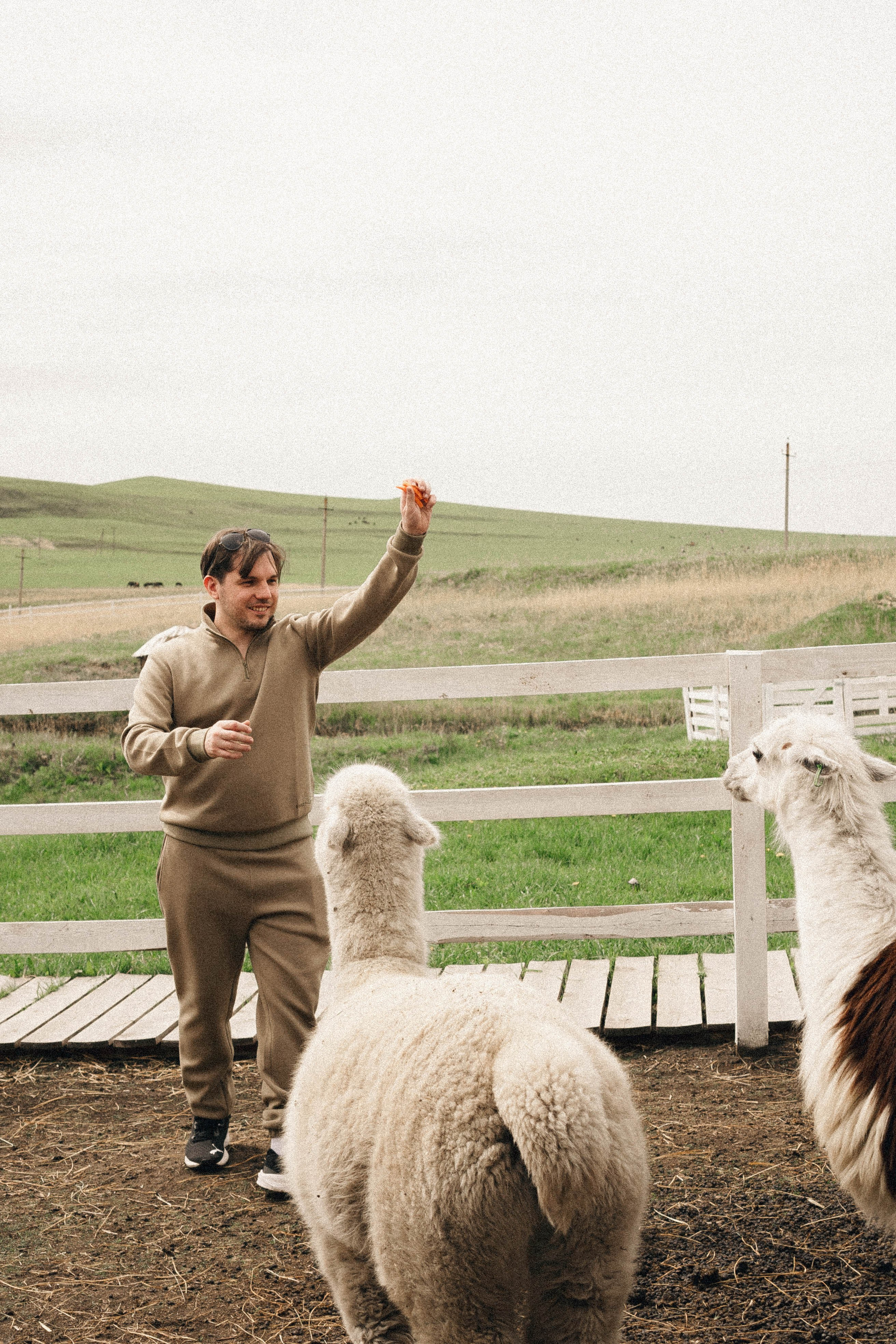 Ферма Альпак. Профессиональный фотограф, Санкт-Петербург — Виктория Богомолова