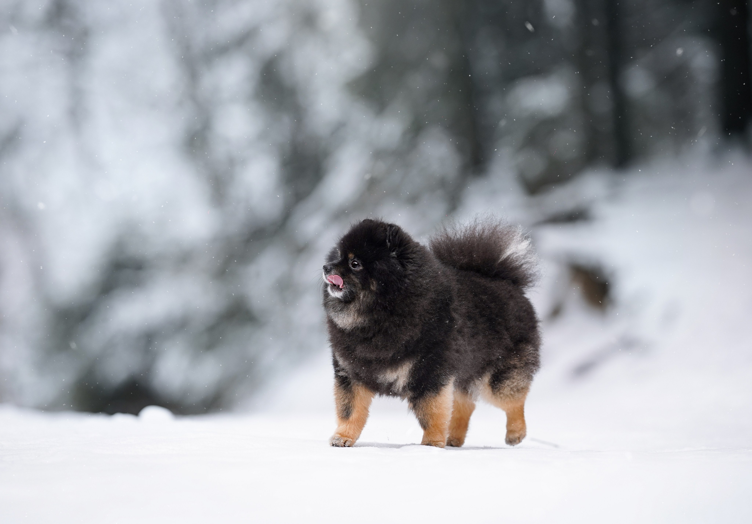 Бенчи и Арчи. Фотограф-анималист в Санкт-Петербурге Яна Мартынова