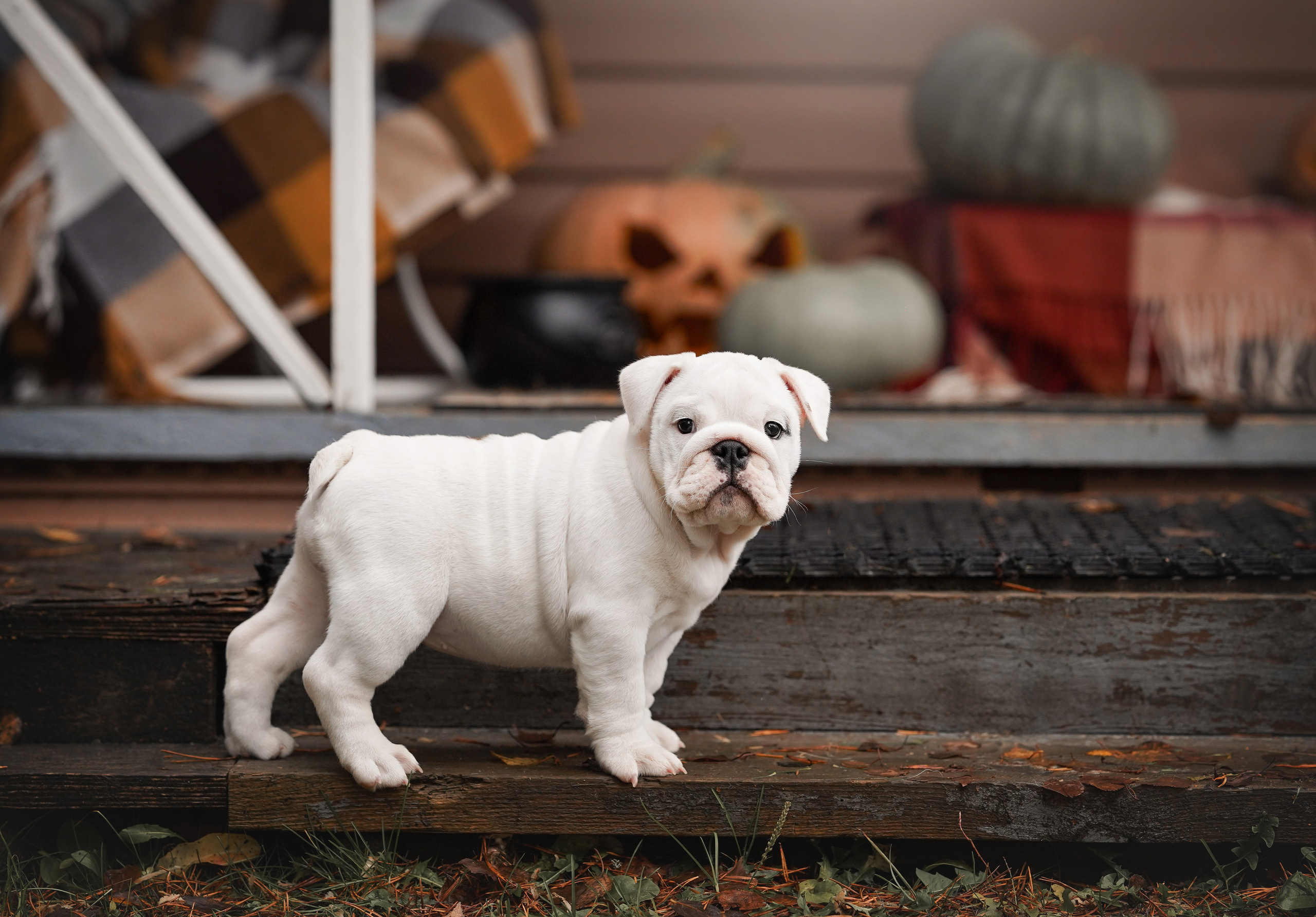 Щенки бульдога. Фотограф-анималист в Санкт-Петербурге Яна Мартынова