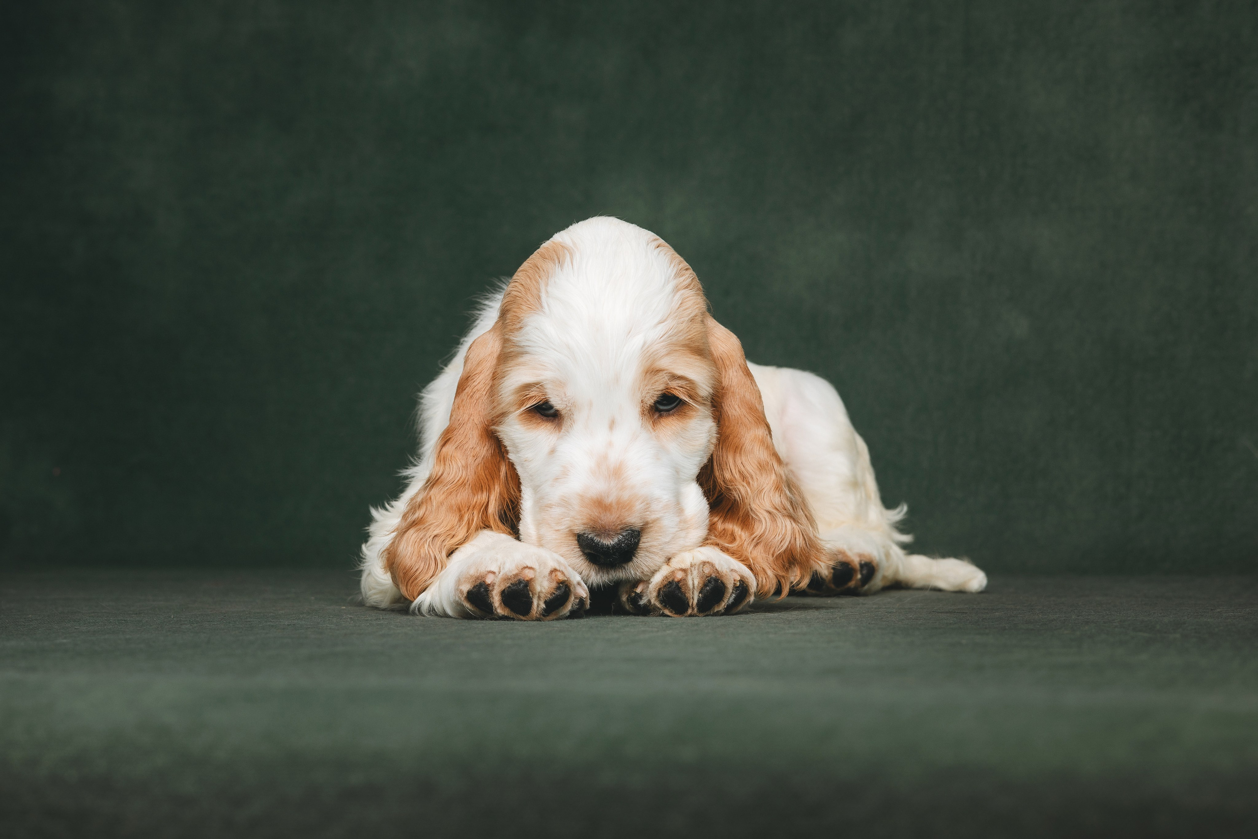 Английские коккер-спаниели. Фотограф анималист Осипчикова Мария