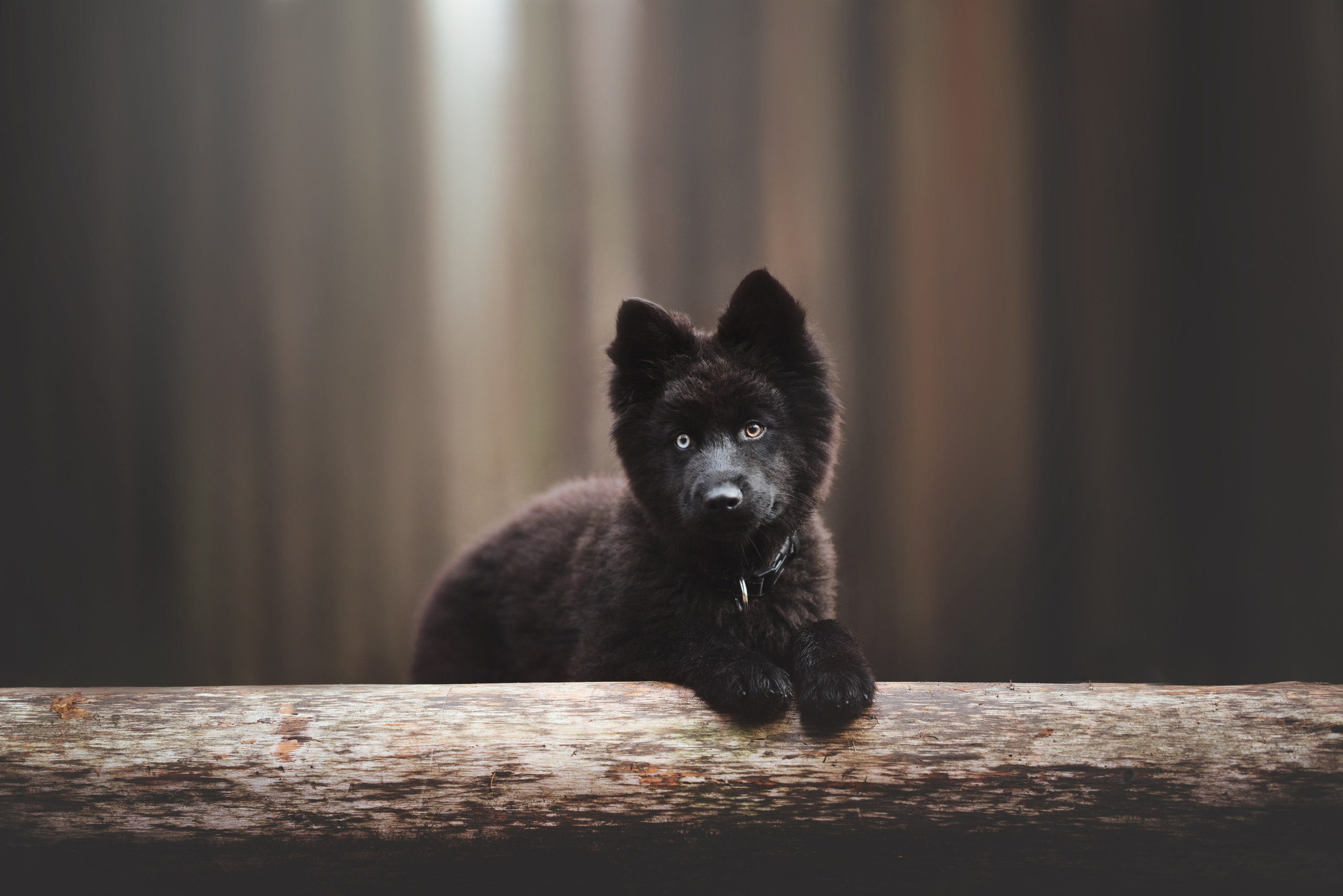 Джанго. Фотограф анималист Осипчикова Мария