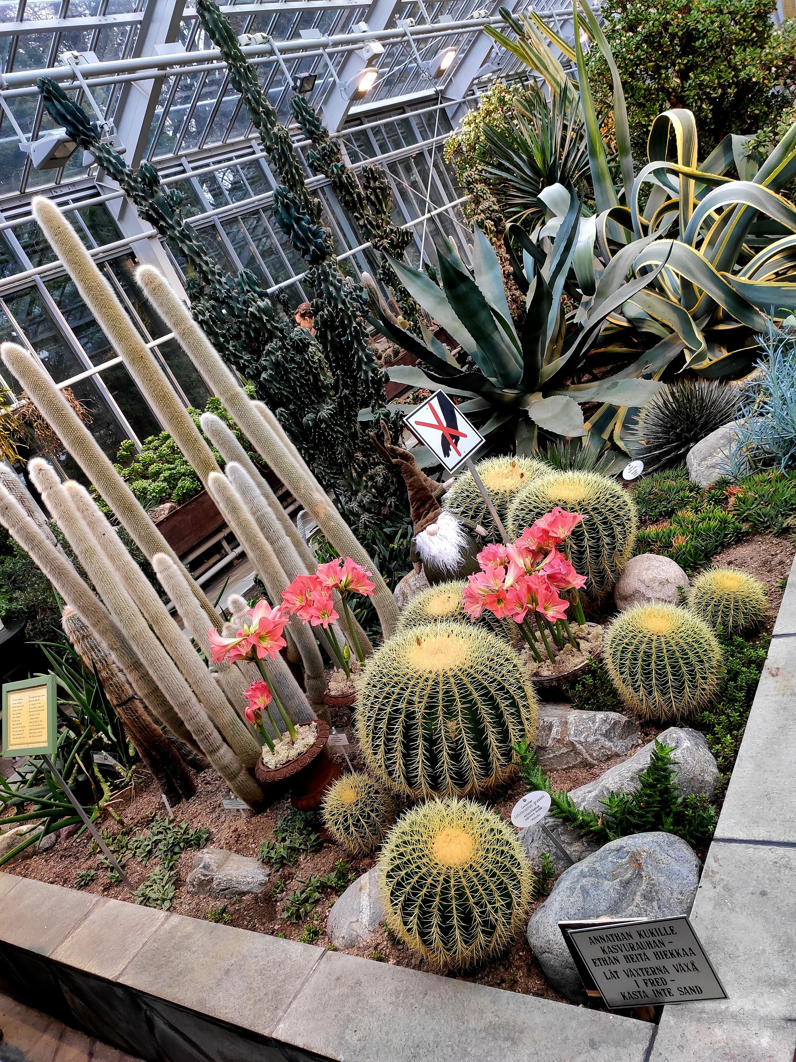 В Северной Финляндии под Новый год кактусы