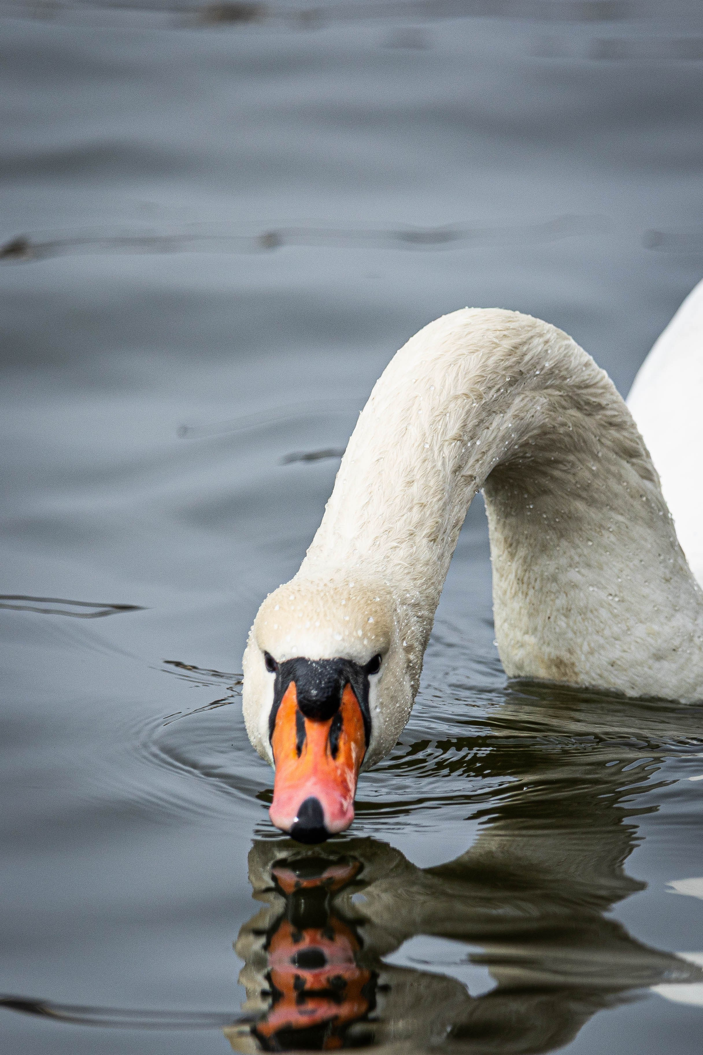 Парк Малинки 2026. Фотограф-АниМалист Анна Абрамова