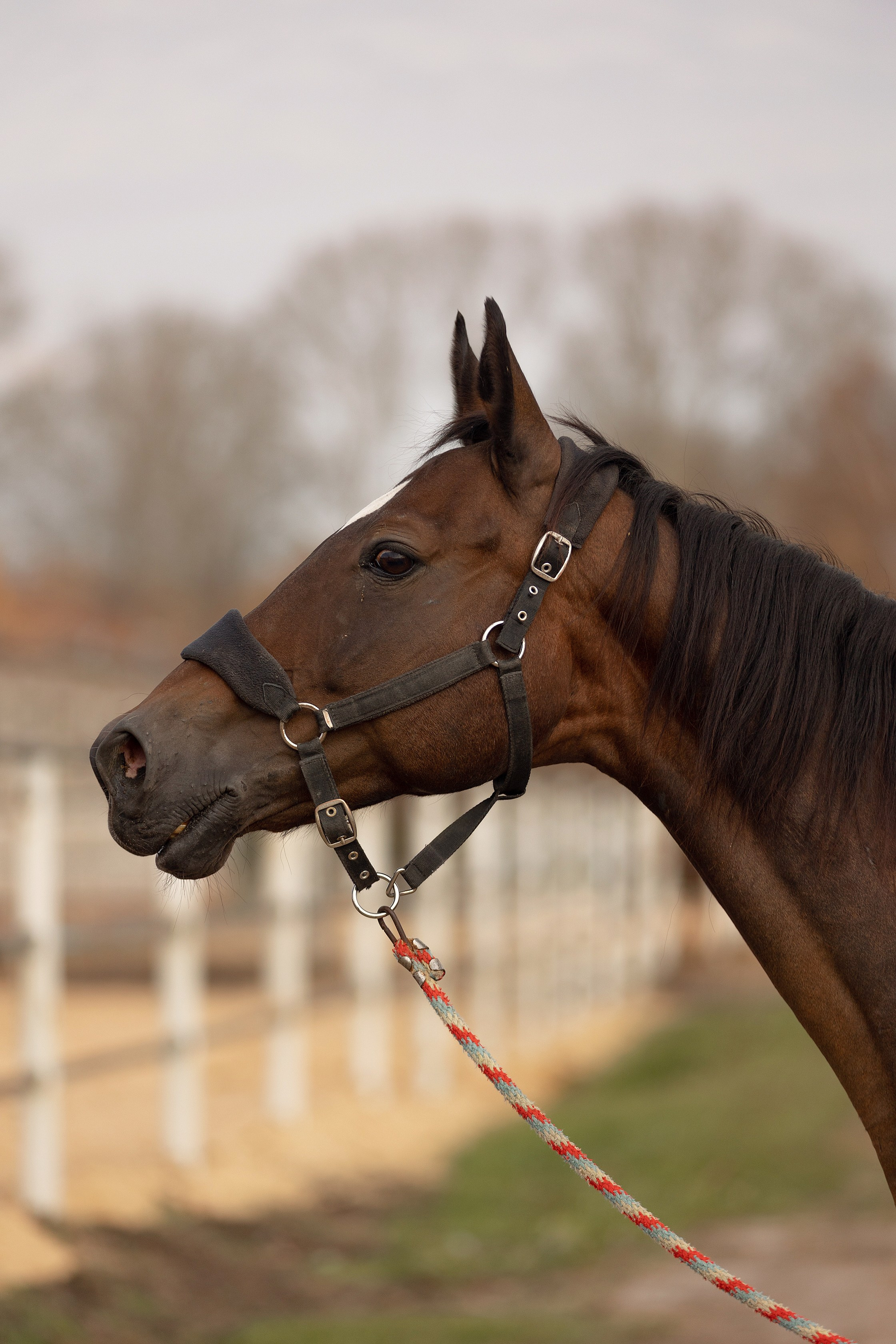 Лошади. Конный фотограф Валынкина Лера