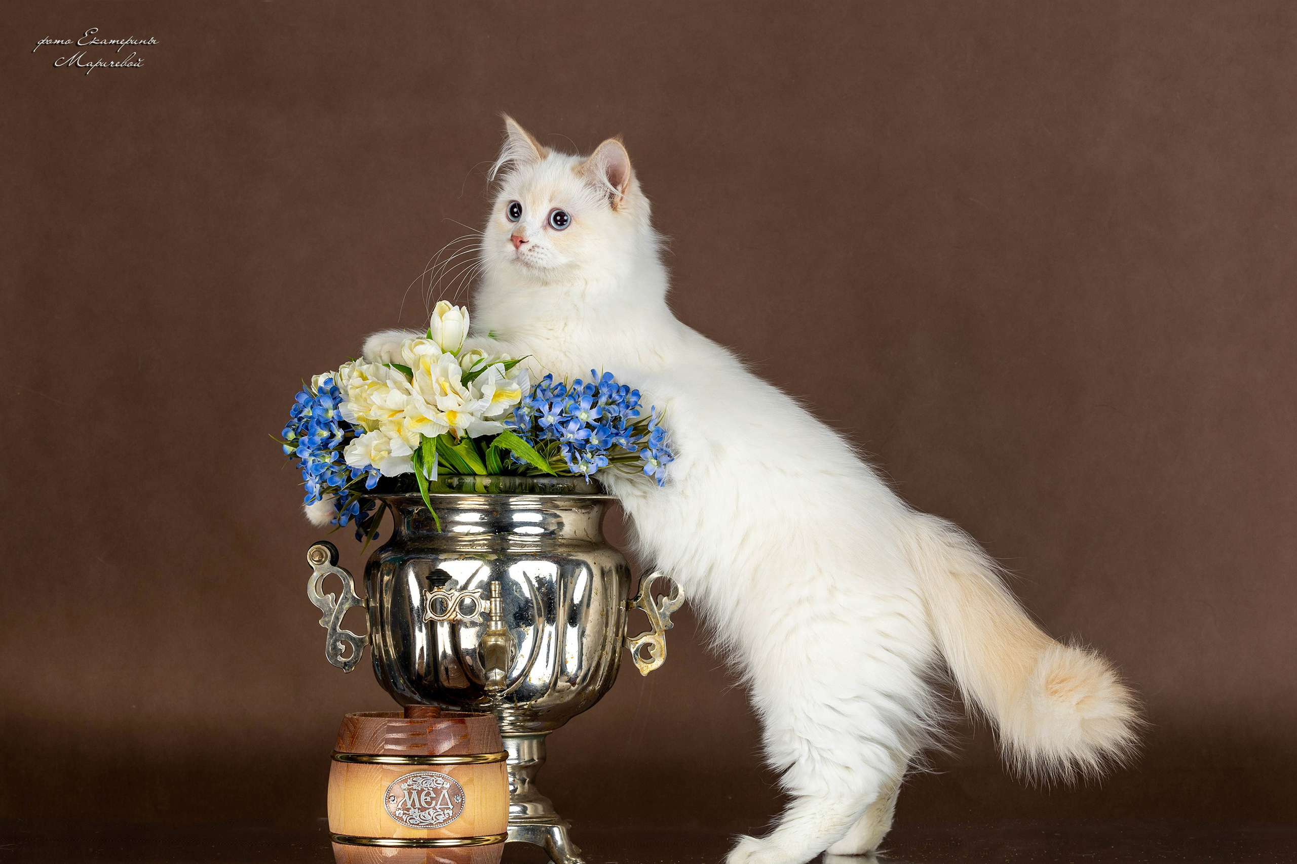 Коричневые фоны. Фотограф-анималист в Омске Екатерина Маричева