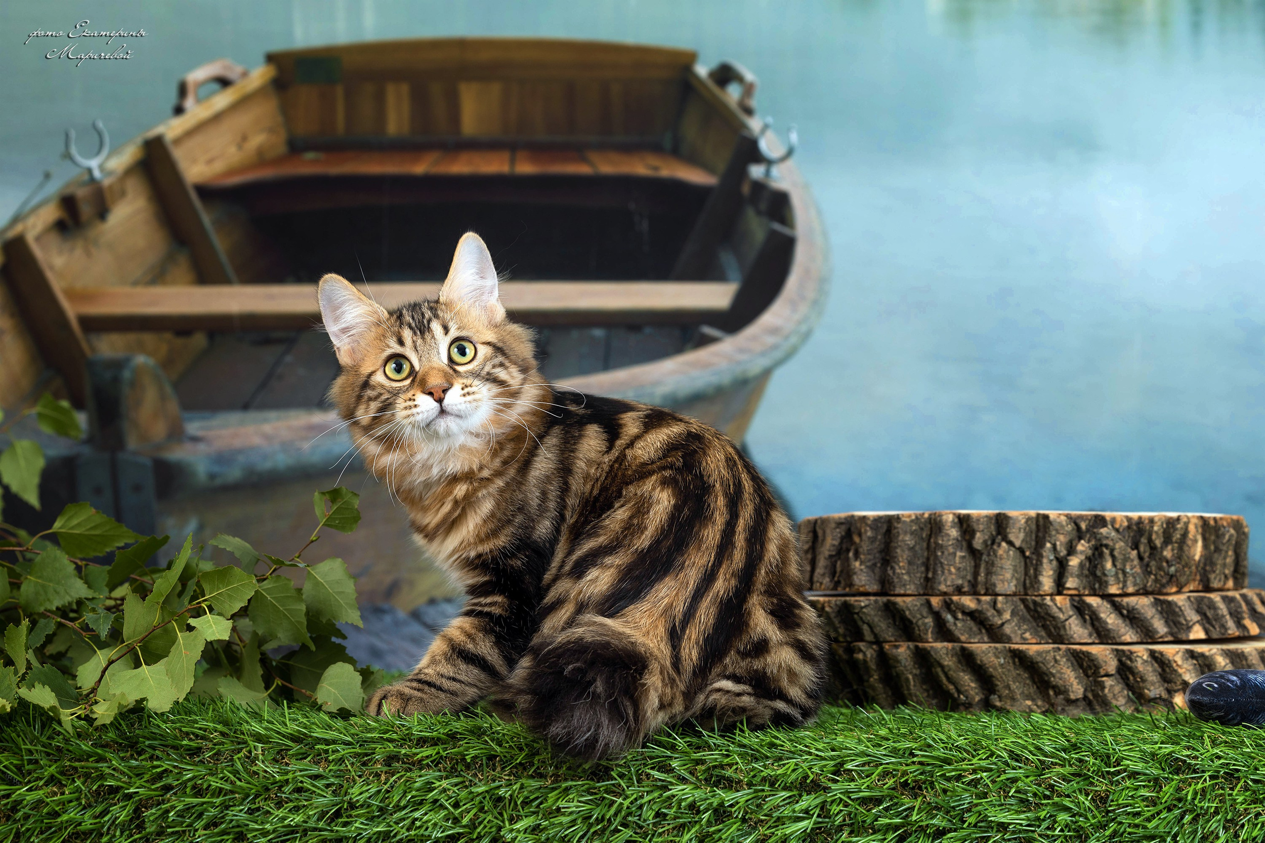 Галерея котят. Фотограф-анималист в Омске Екатерина Маричева