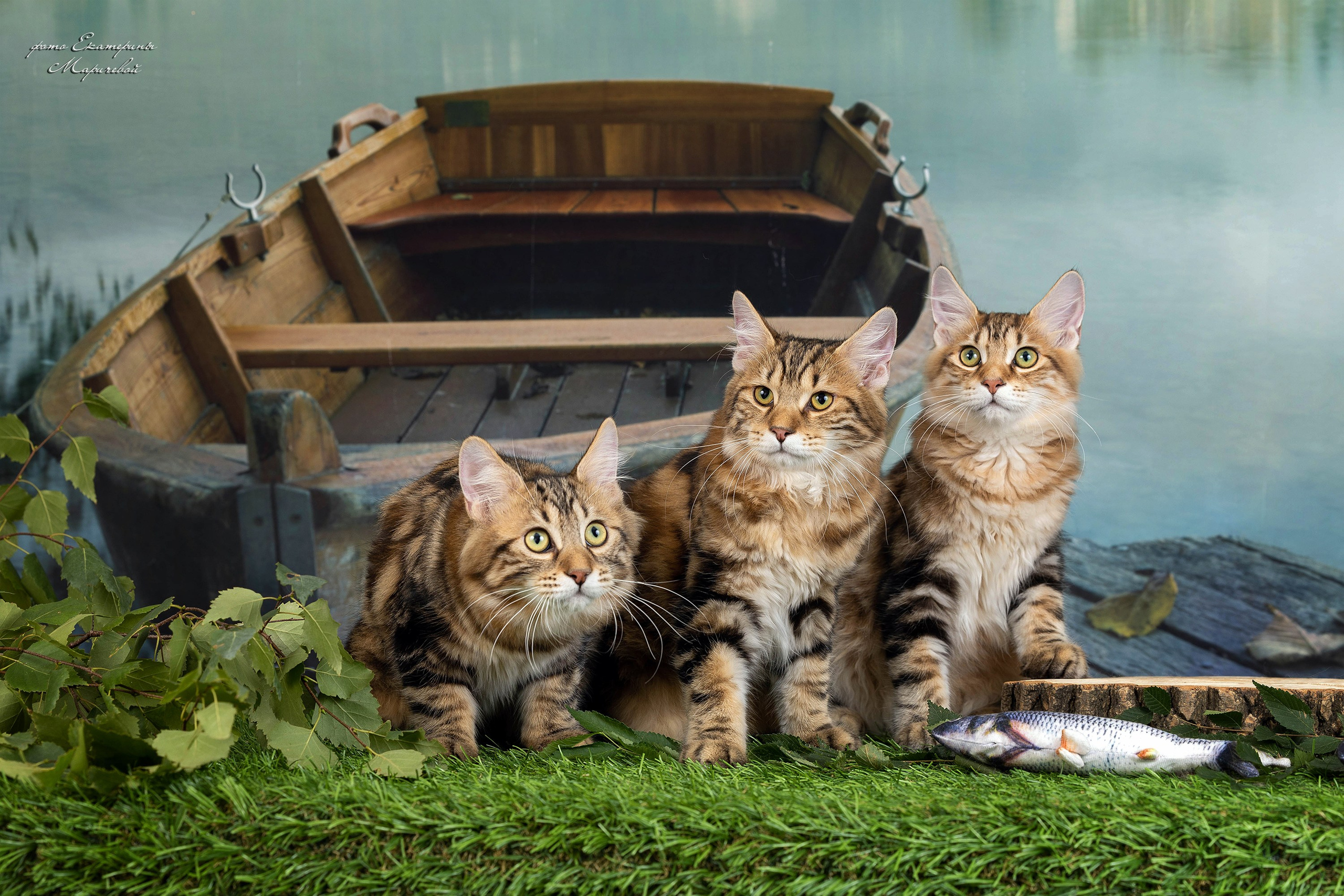 Галерея котят. Фотограф-анималист в Омске Екатерина Маричева