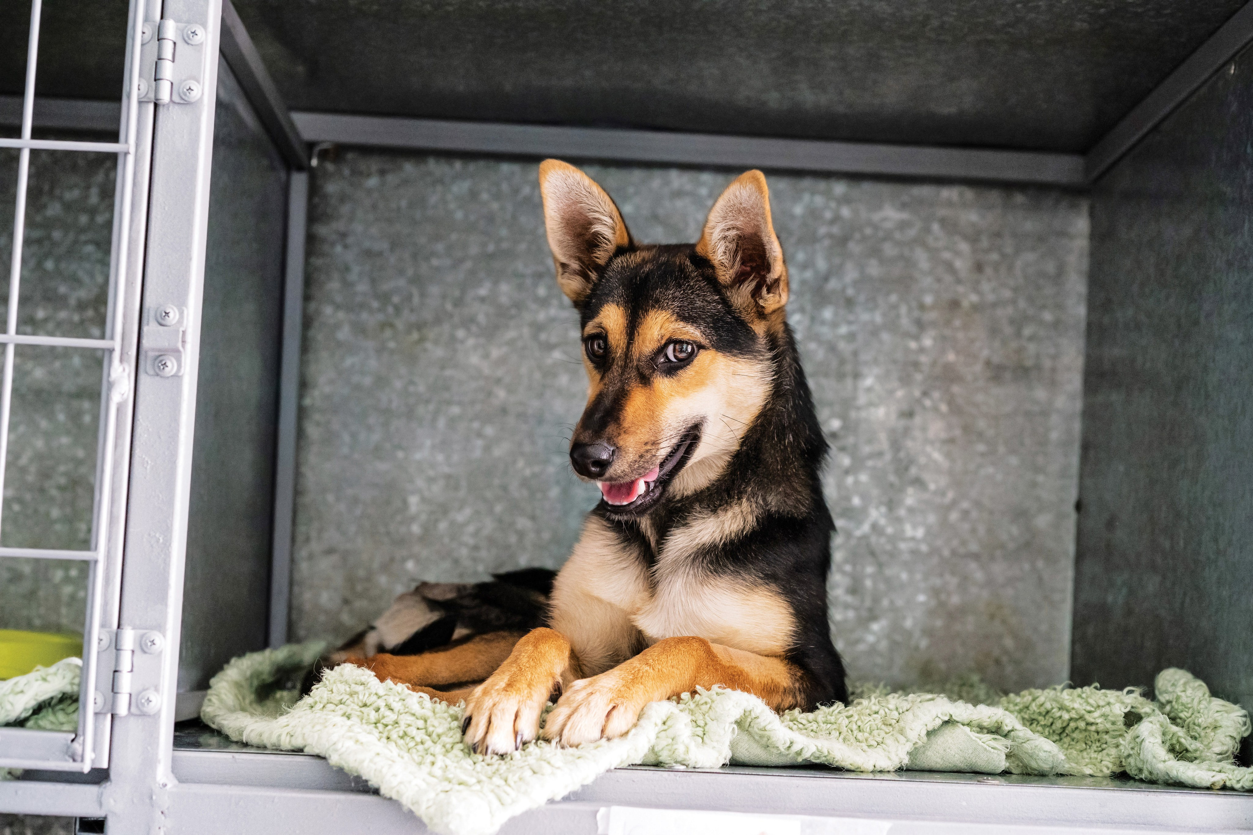 Vet clinic. Nina Petina