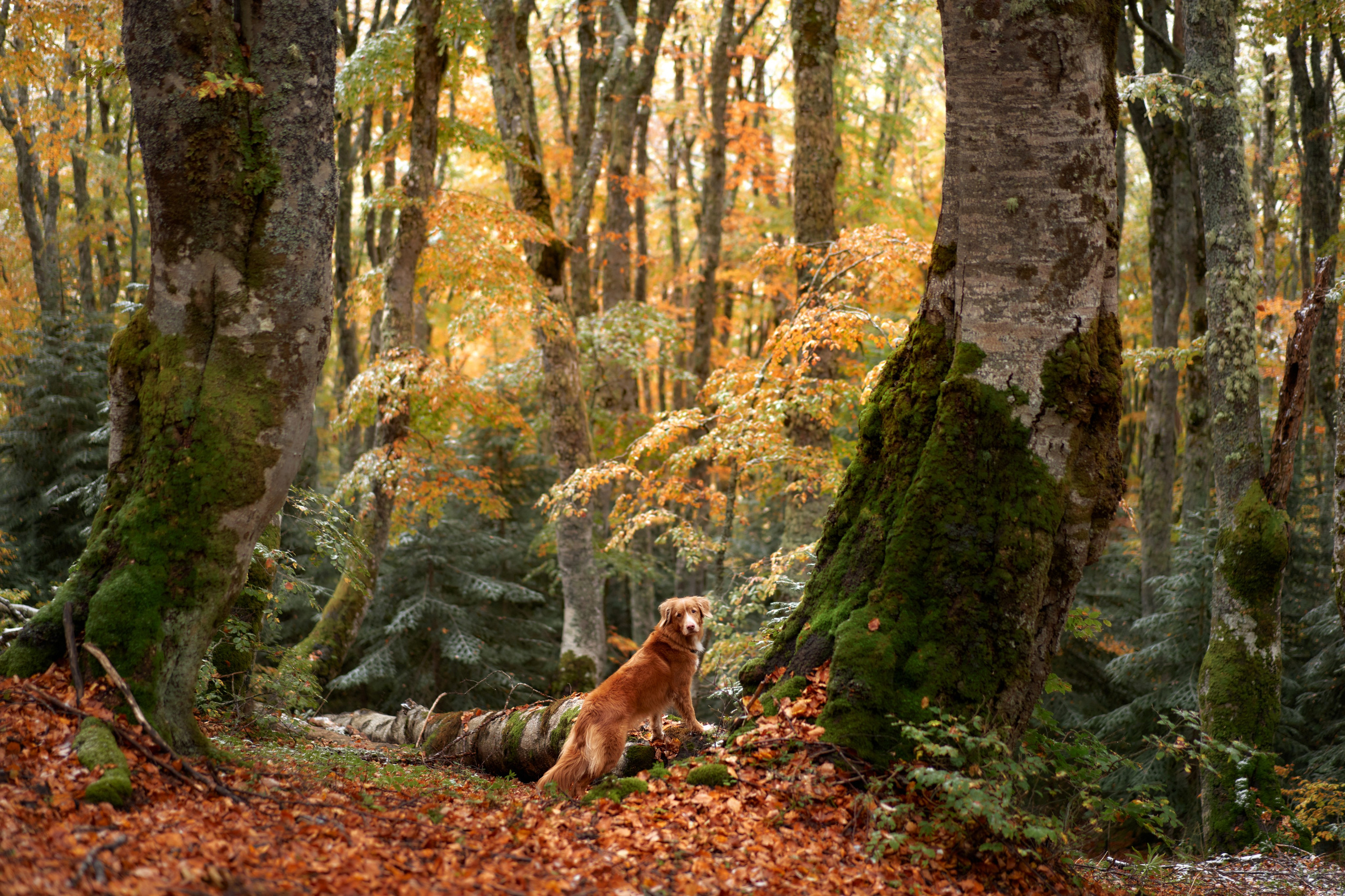 Photo of dogs in nature. landscape with dog. Dog photographer Averianova Anna — Art photography of dogs