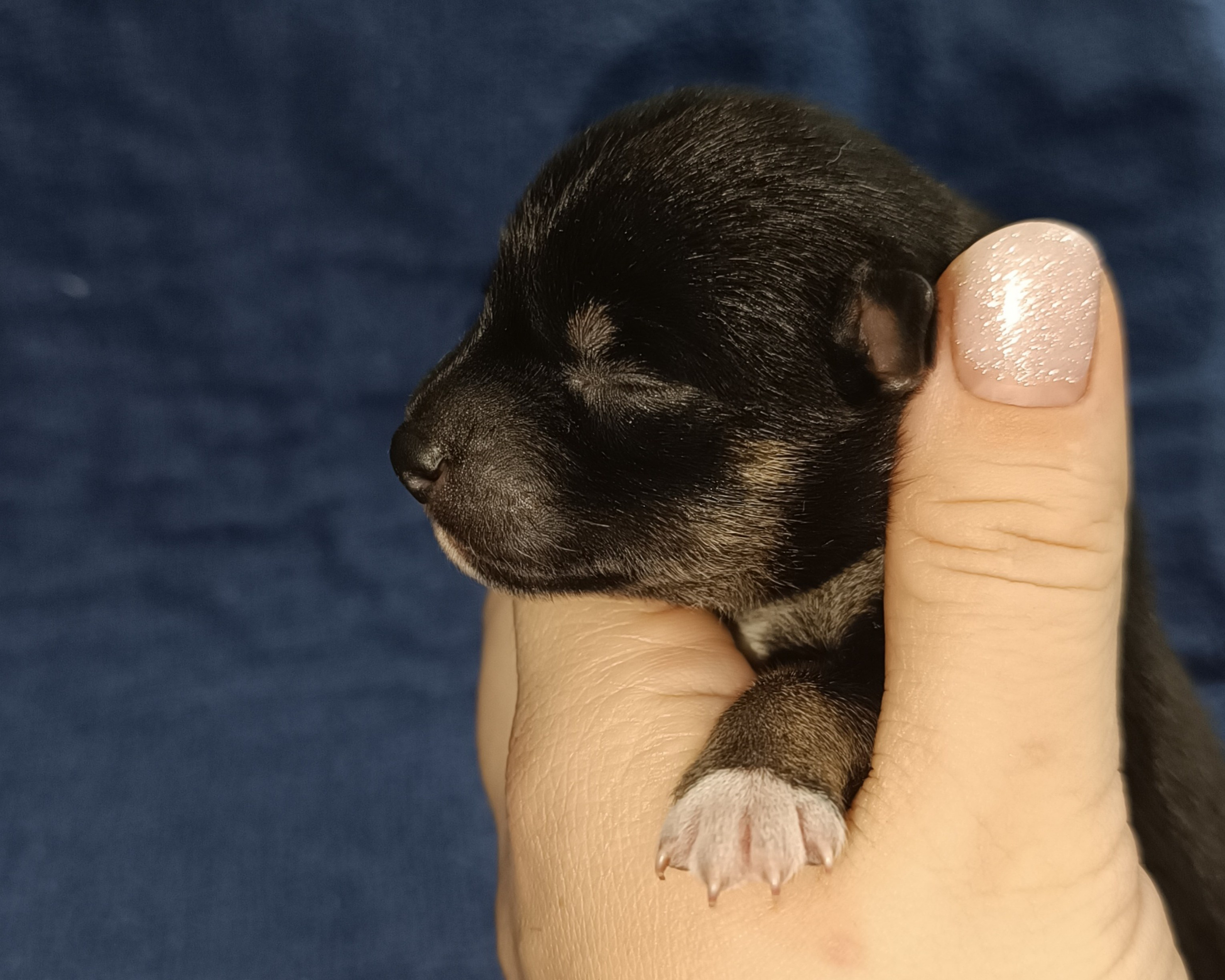 сиба питомник Рубилайт щенки на продажу rubylight  сиба щенки купить СПб Санкт-Петербург 