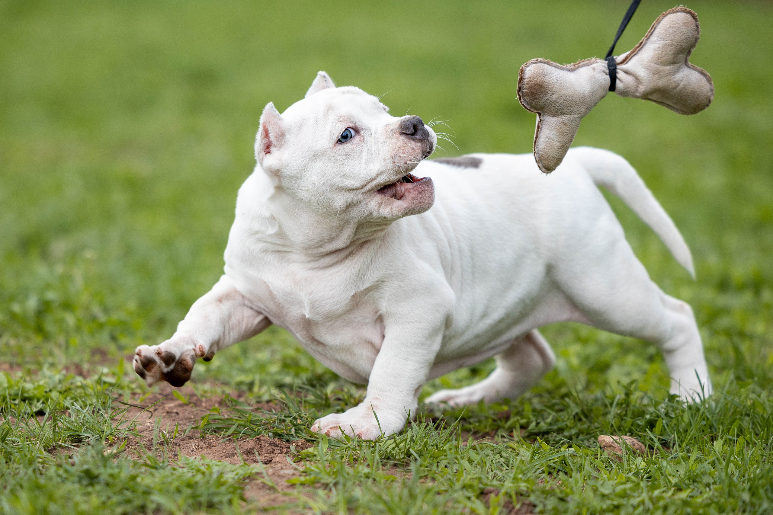 Щенки булли. Фотограф Анималист в Перми Анастасия Остерман