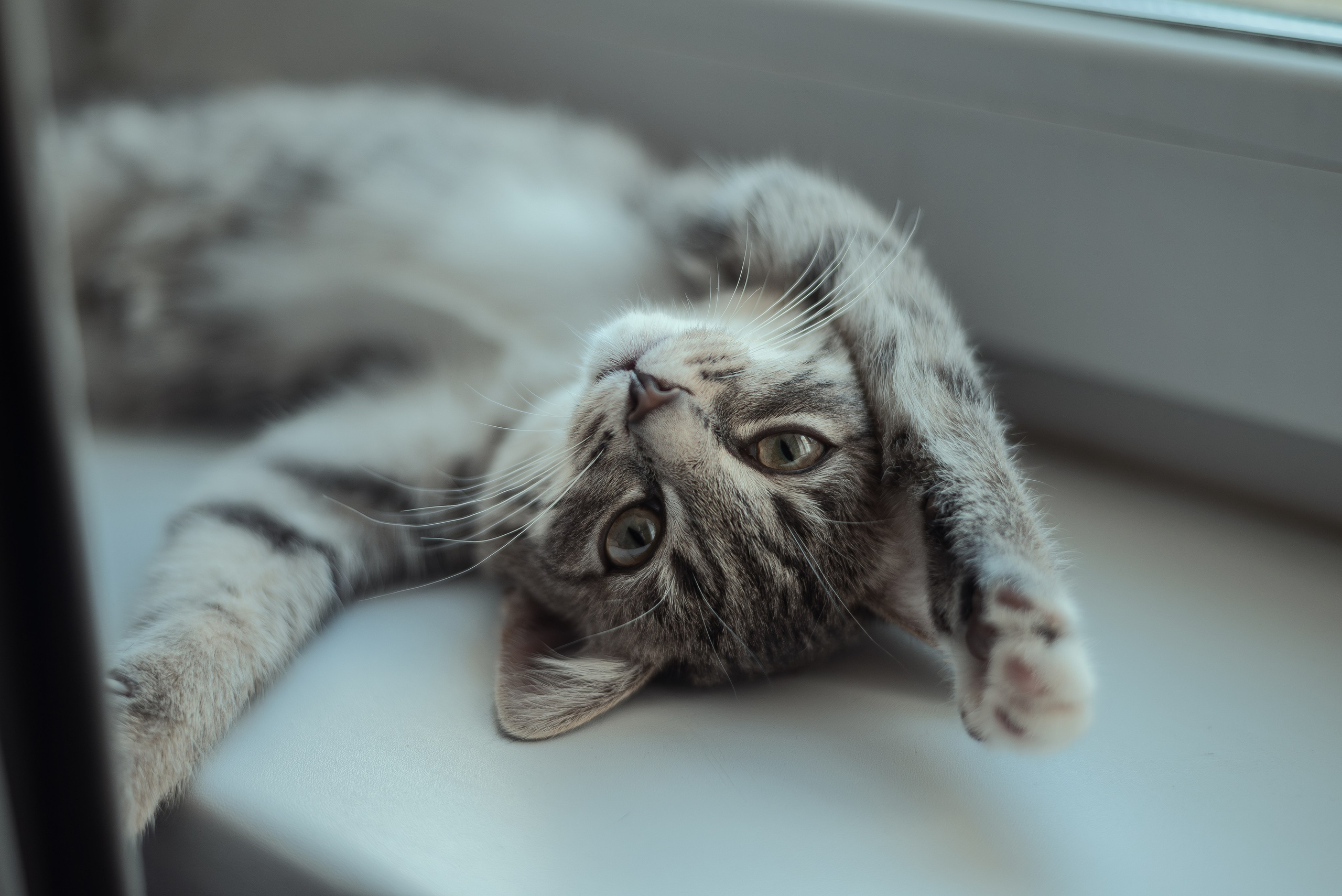 Энималс. Место {не}банальных фото