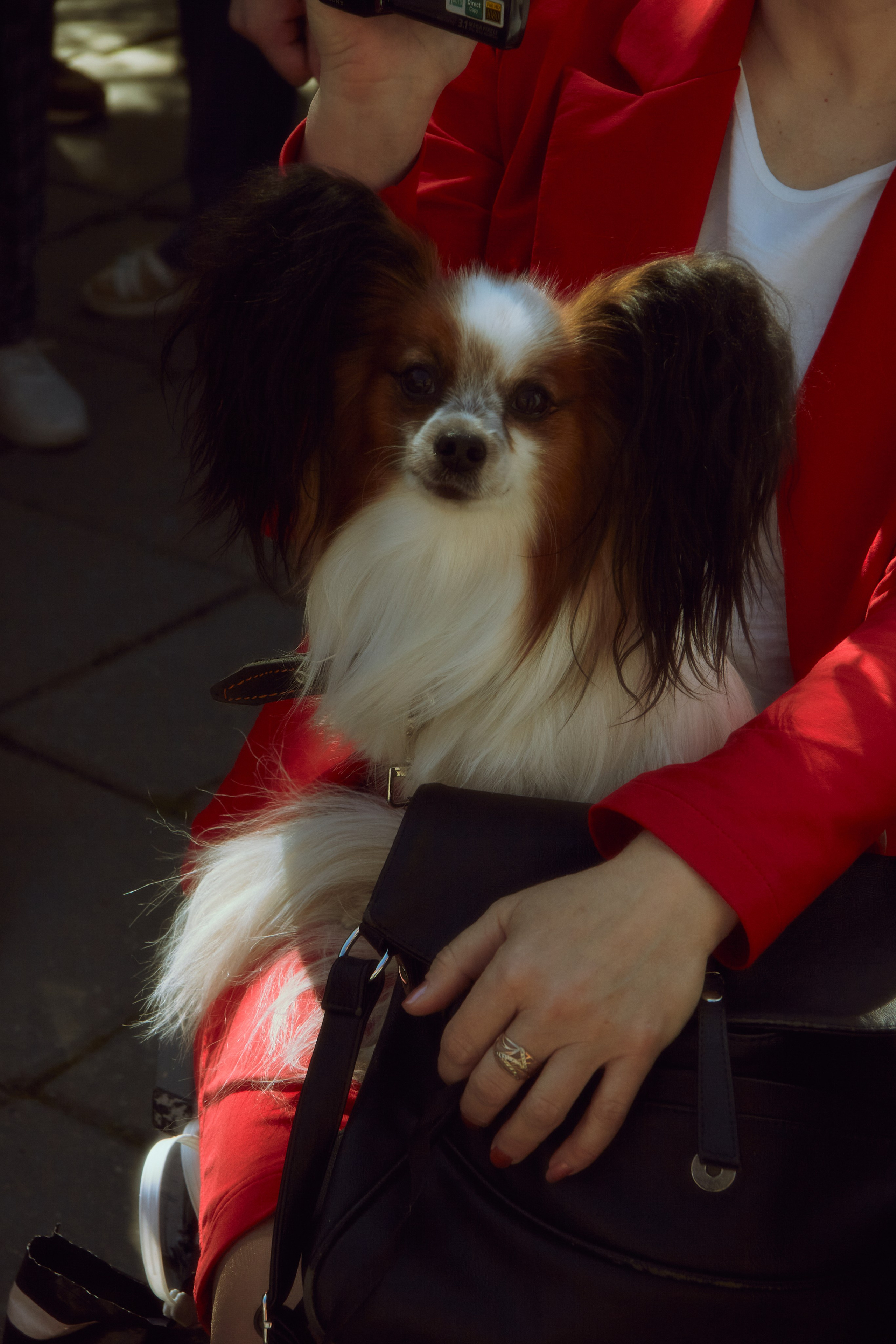 Последний звонок. Фотограф Елизавета Маслова. Москва. Art, Fashion