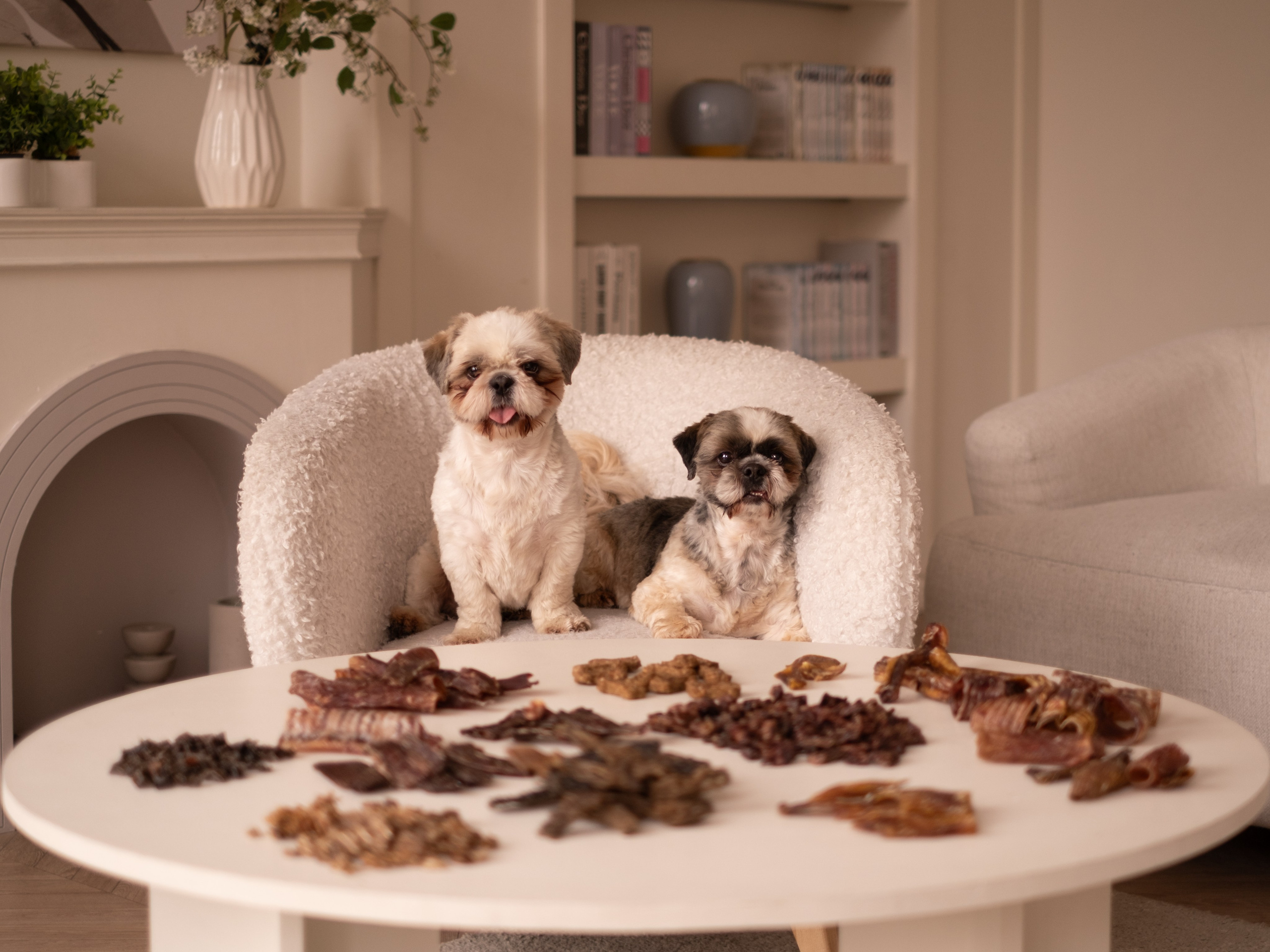 Съёмка для рекламной кампании лакомств для собак (для Григория)!. Зоофотограф, фотограф животных в Москве и области Дина Дамоцева