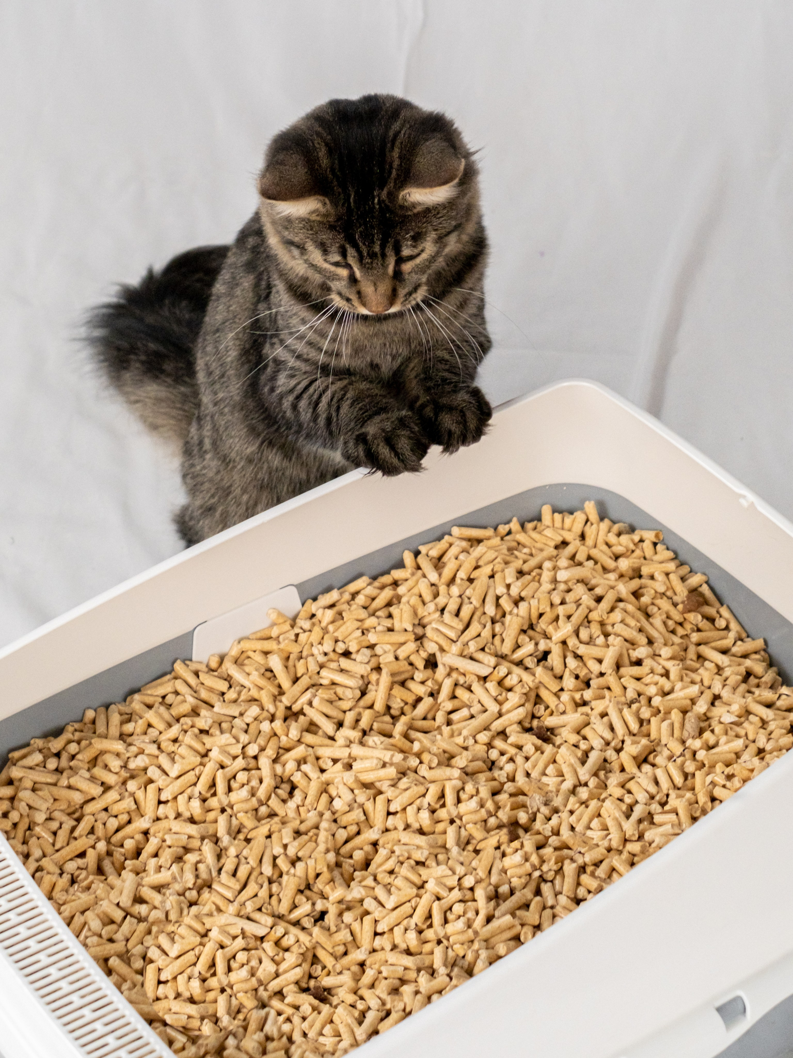 Древесный наполнитель для кошек, для Анастасии!. Зоофотограф, фотограф животных в Москве и области Дина Дамоцева