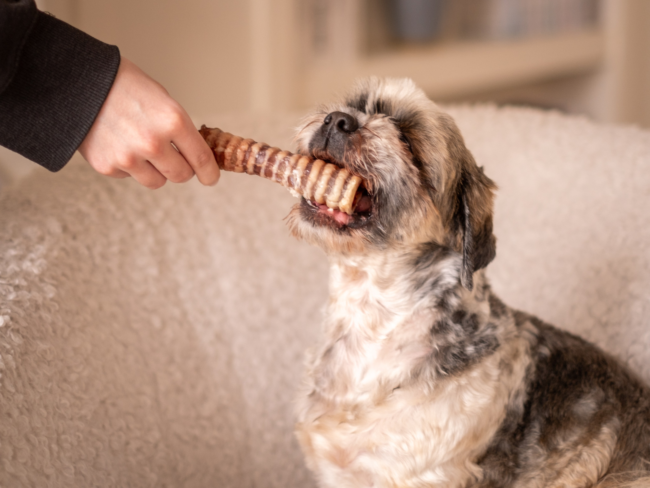Съёмка для рекламной кампании лакомств для собак (для Григория)!. Зоофотограф, фотограф животных в Москве и области Дина Дамоцева