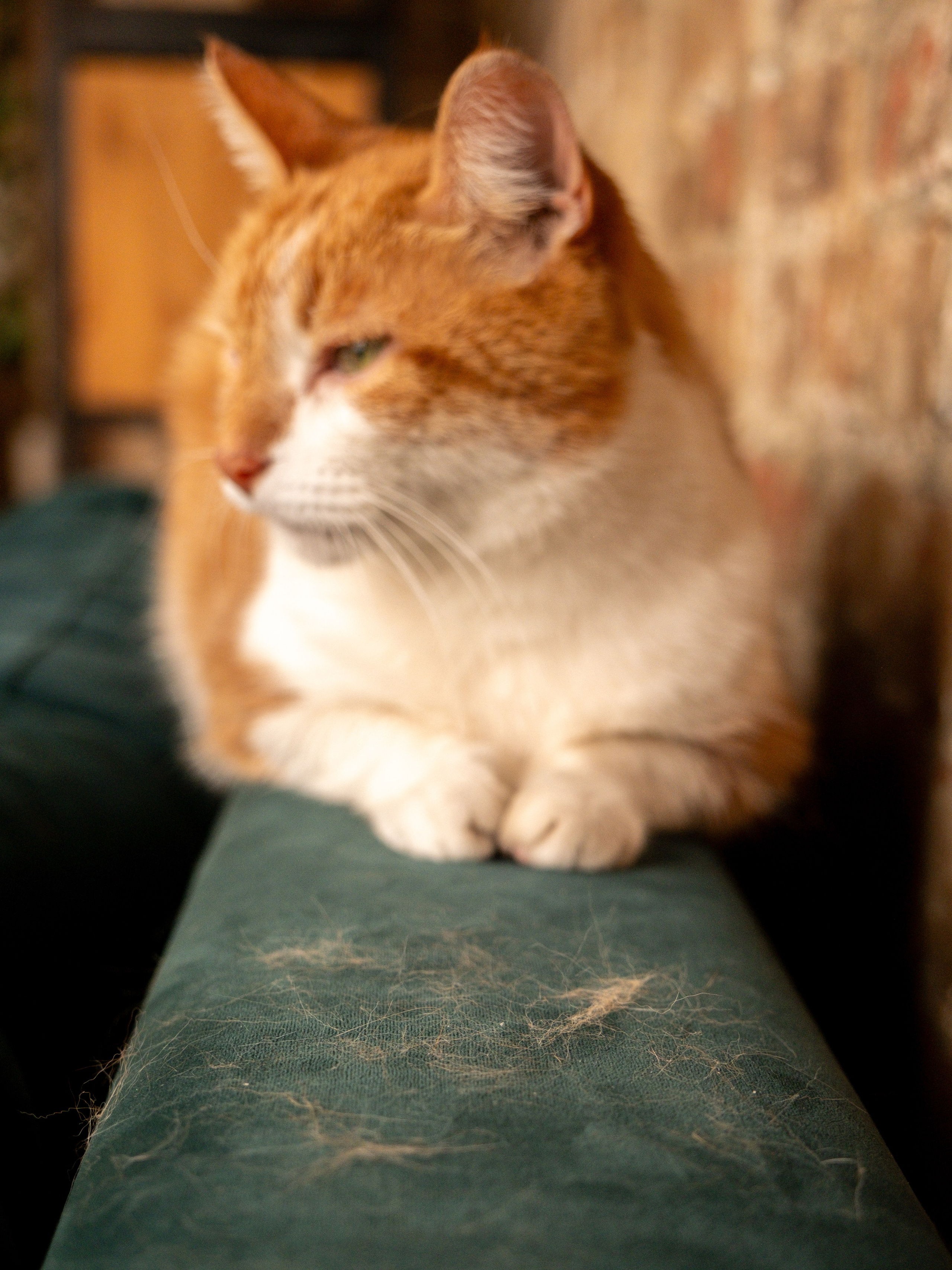 Пуходерка и ролик для очистки одежды для Александра!. Зоофотограф, фотограф животных в Москве и области Дина Дамоцева