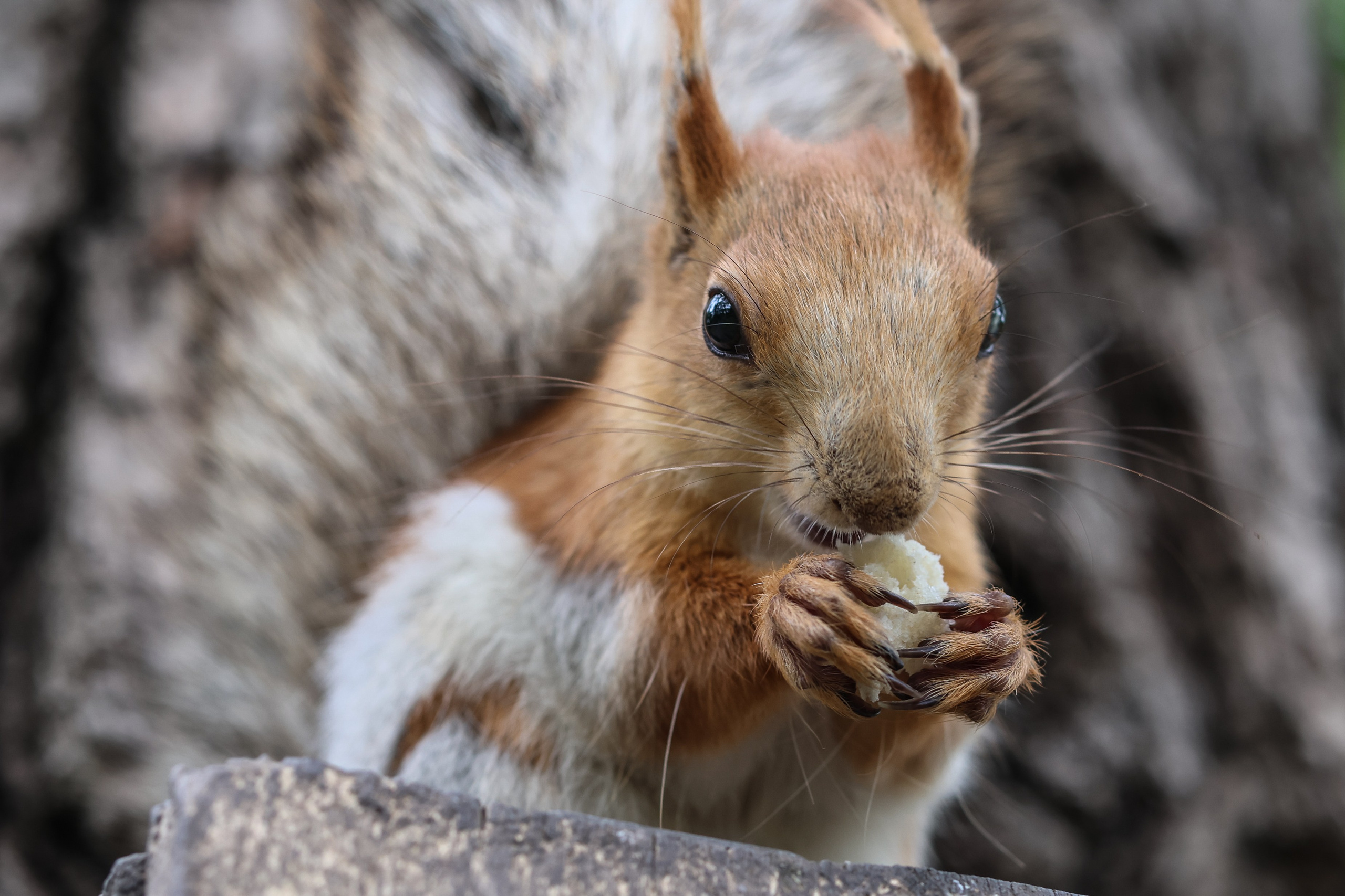 В мире животных. Фотограф Дмитрий Алексеев