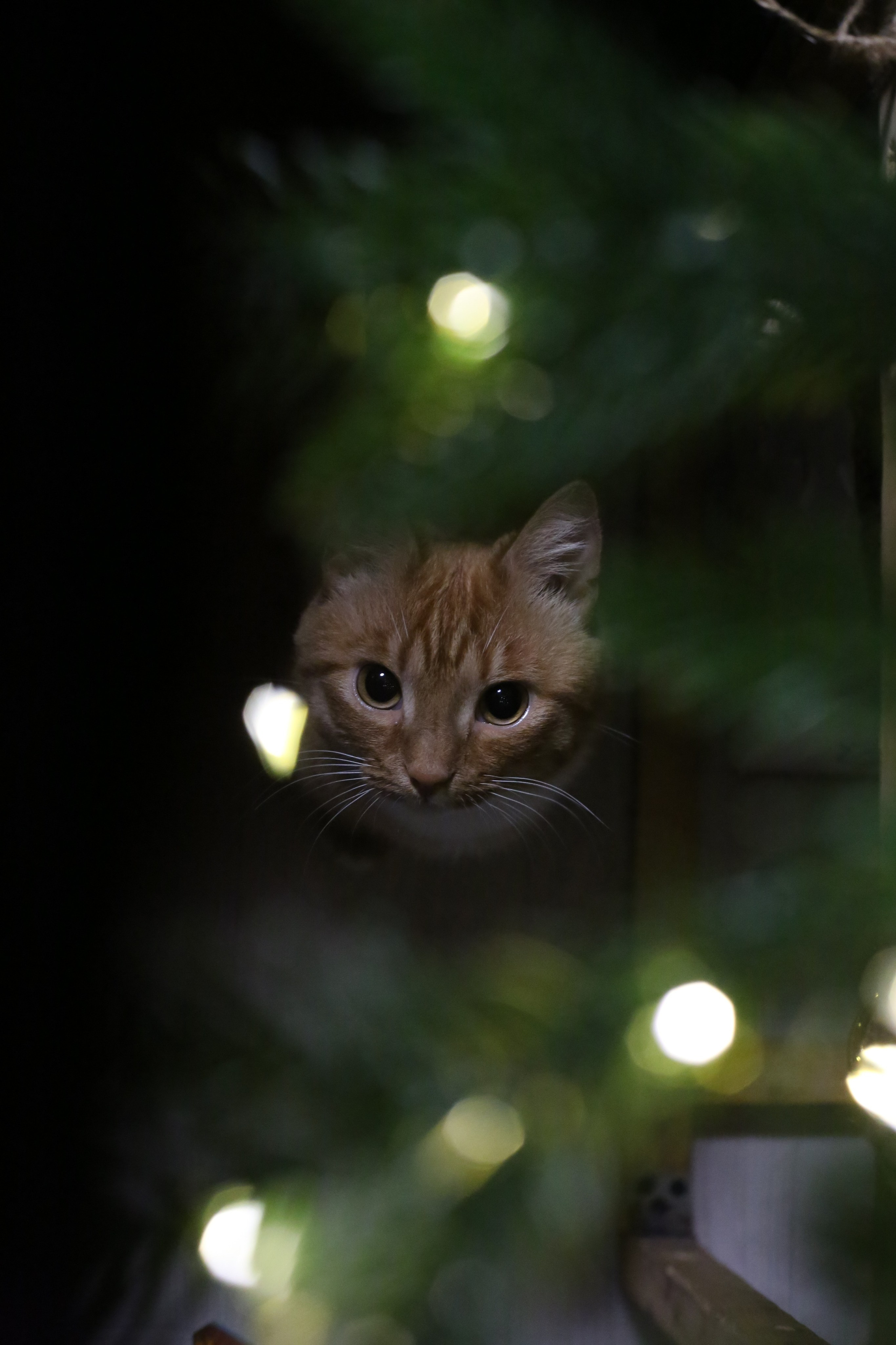 Животные. MarCh Photography — Photographer in Perm