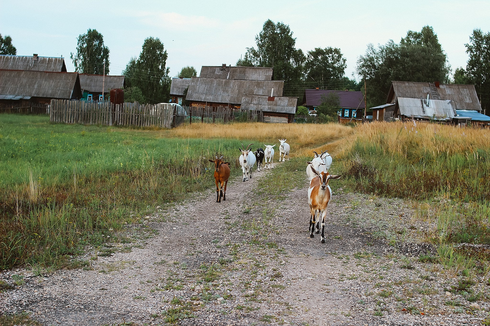 Русская деревня. Детский и семейный фотограф, фотограф мероприятий Нижний Новгород