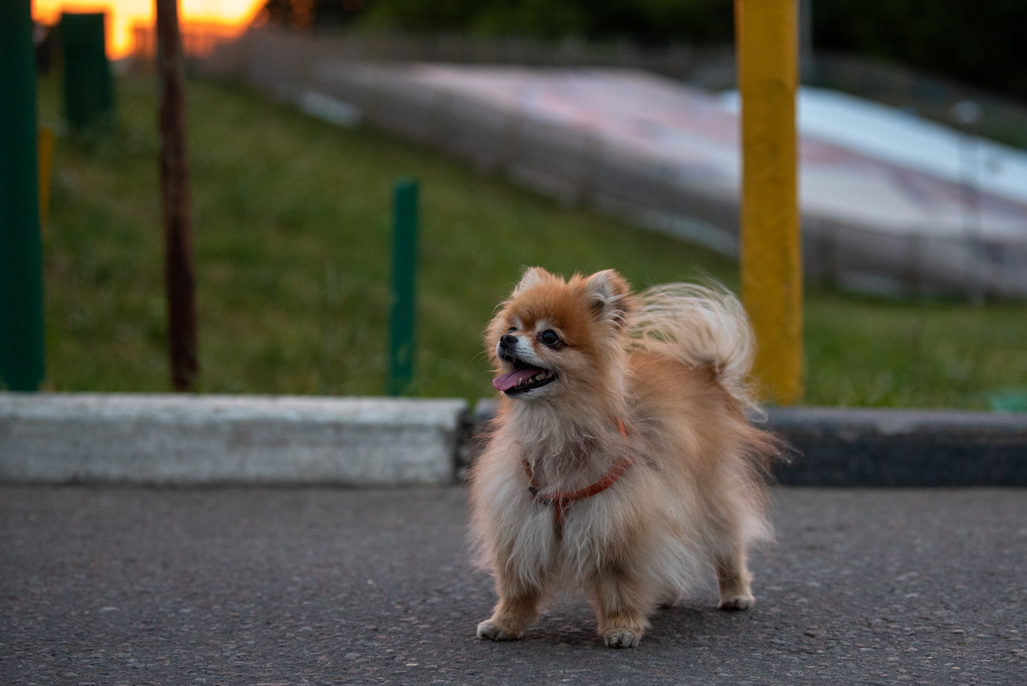 Спасенные шпицы. Фотограф в Москве Виктория Назаренко