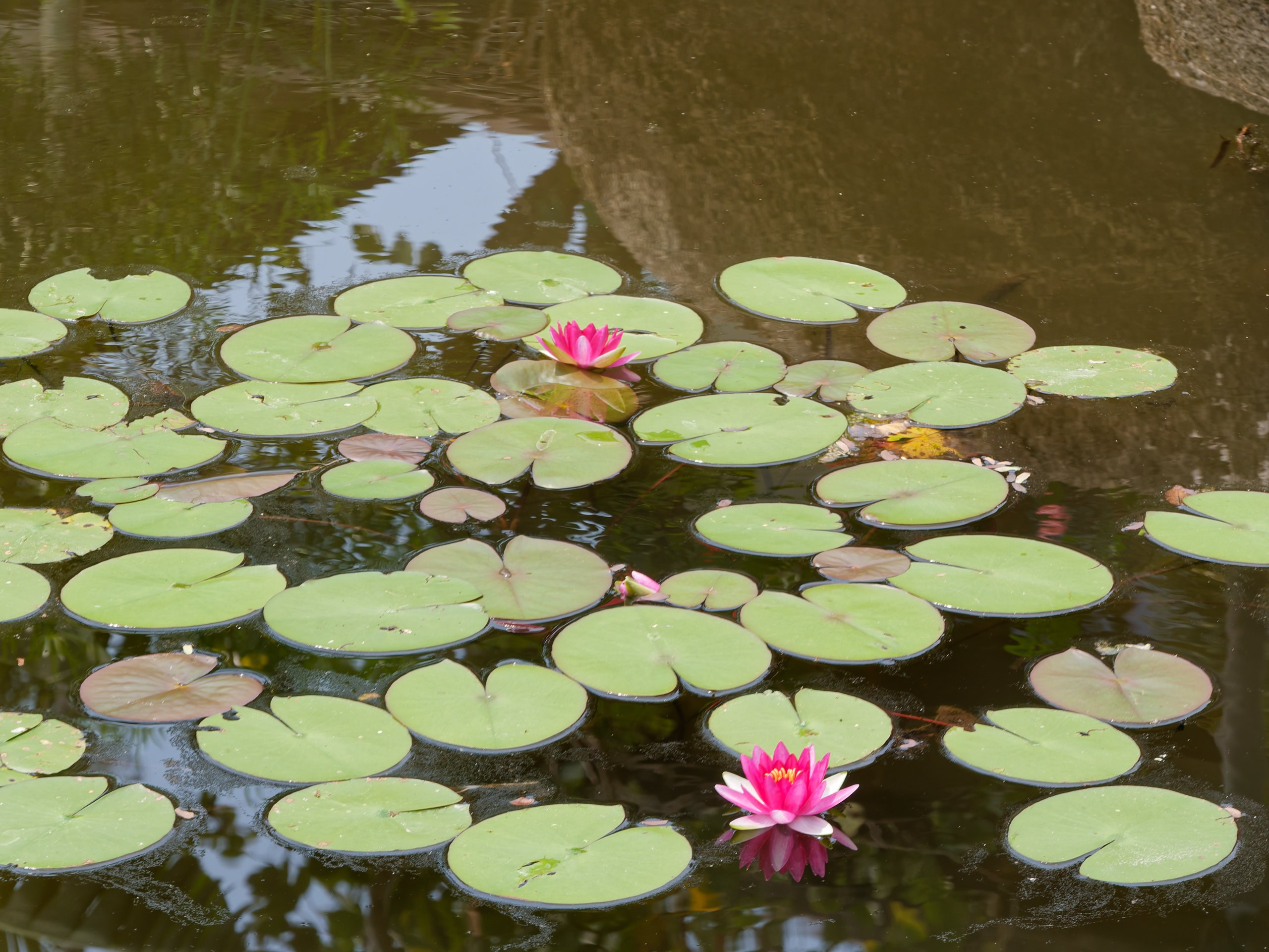 Хайнань 2026, флора, цветы и деревья. Фотопрогулки по Миру