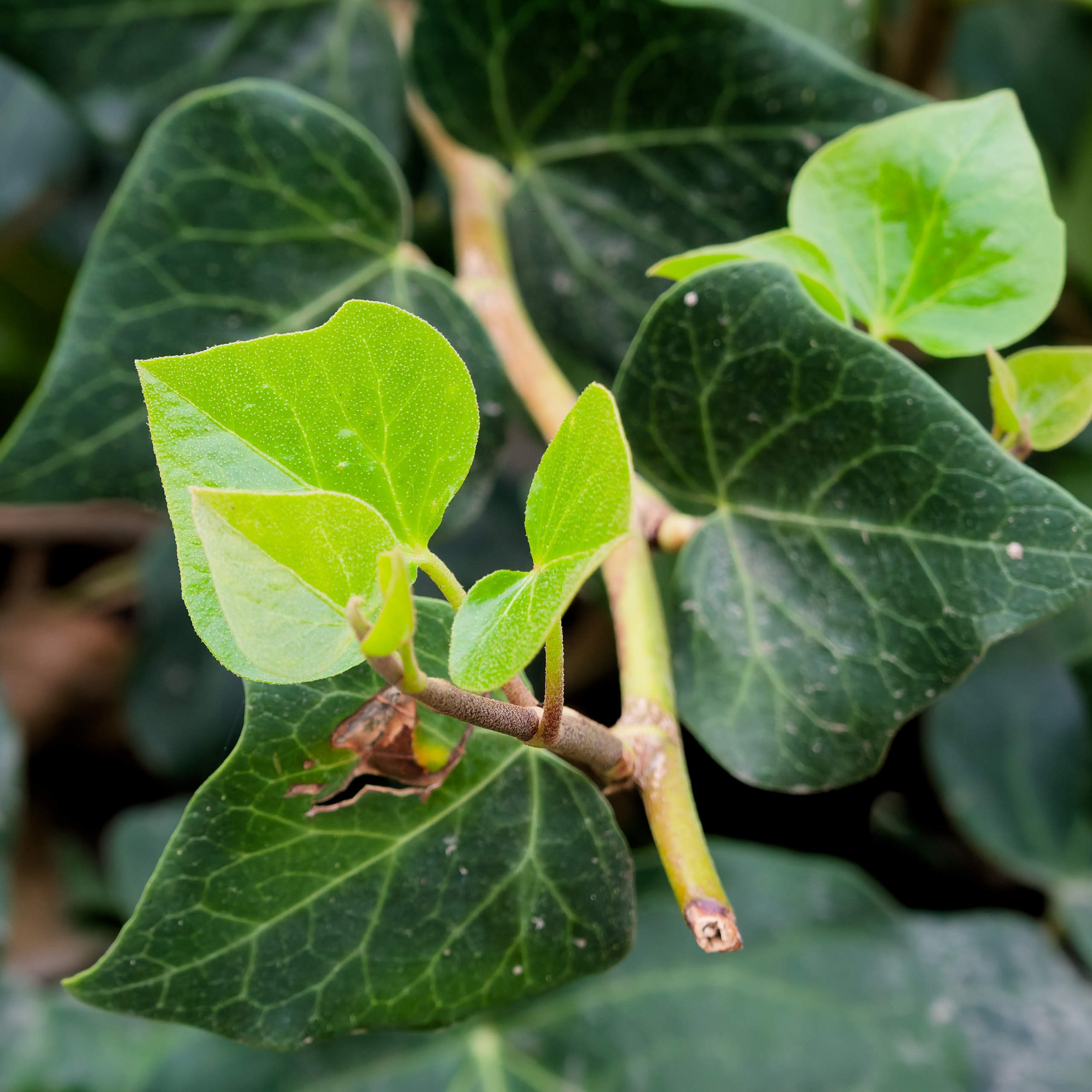 Алания 2025, природа. Избранные фотографии