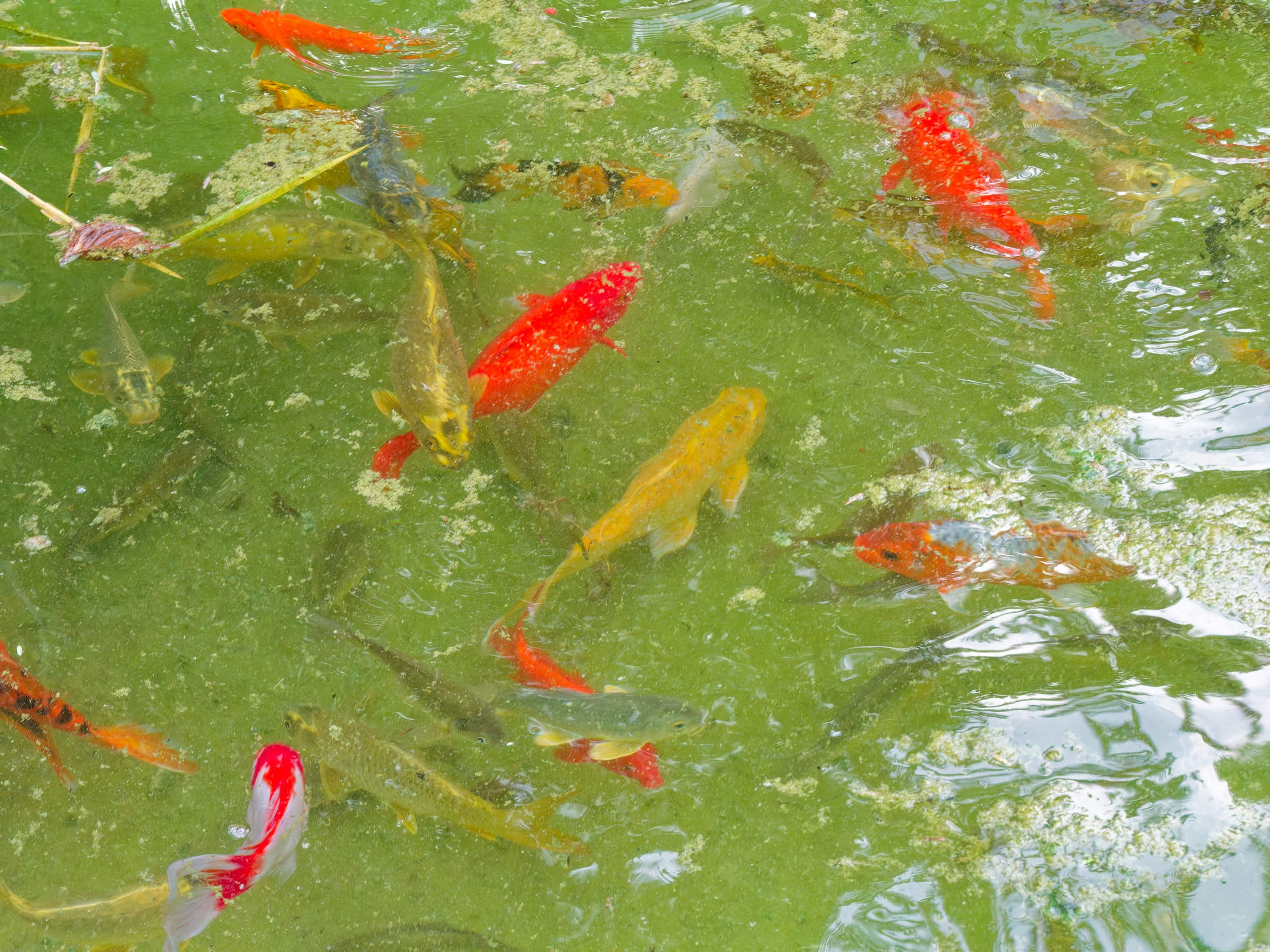 Алания 2025, порт и парк. Избранные фотографии