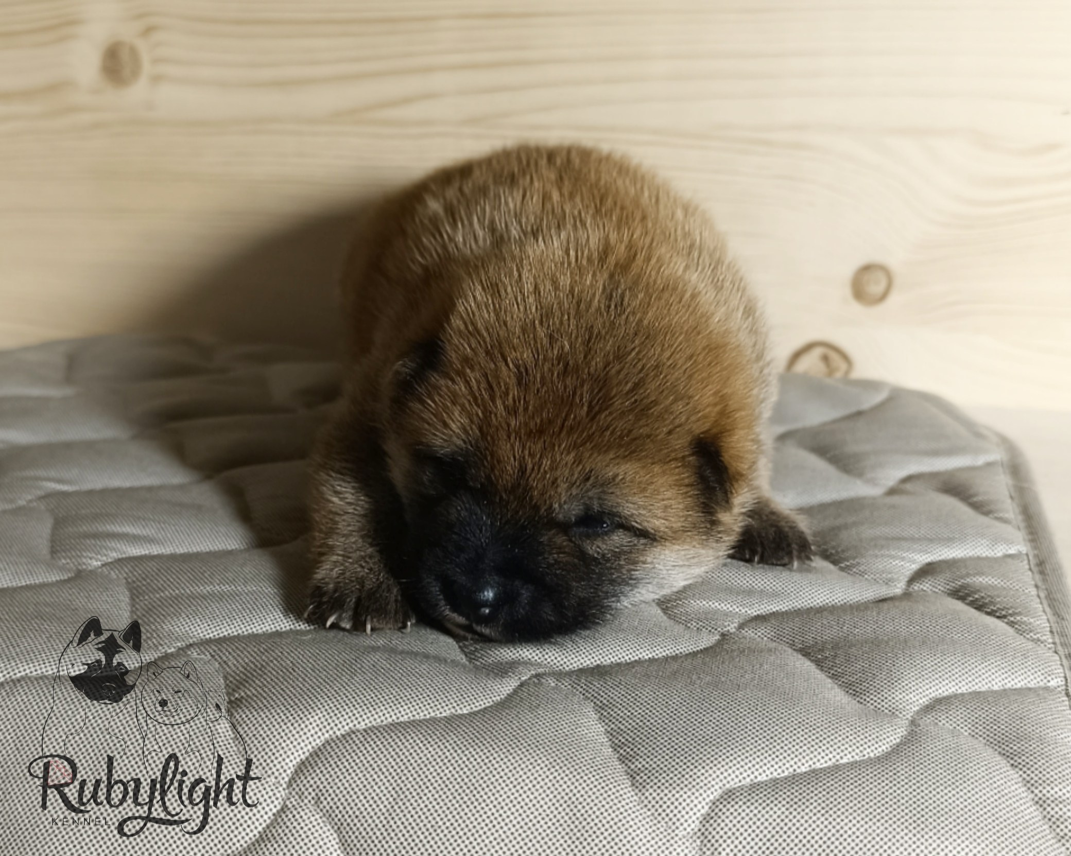 Сиба Rubylight Ellis питомник Рубилайт 