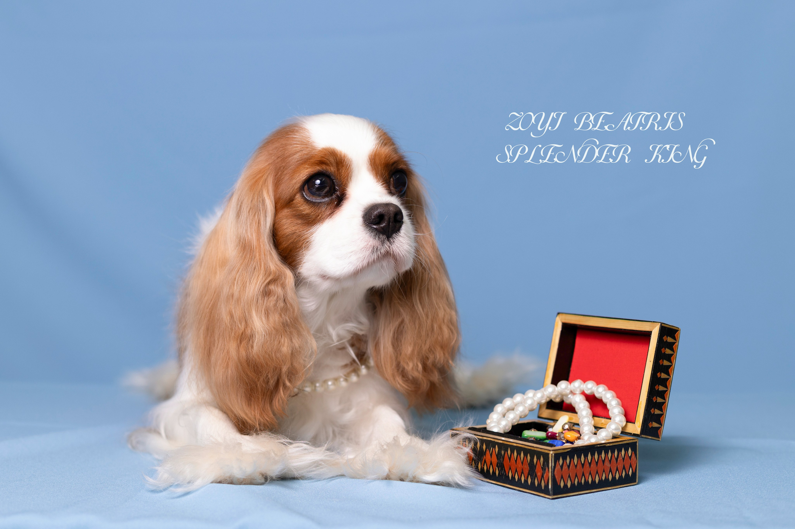 Фотосессия Бетти!. Фотограф 📸 семейный, предметный, репортажный