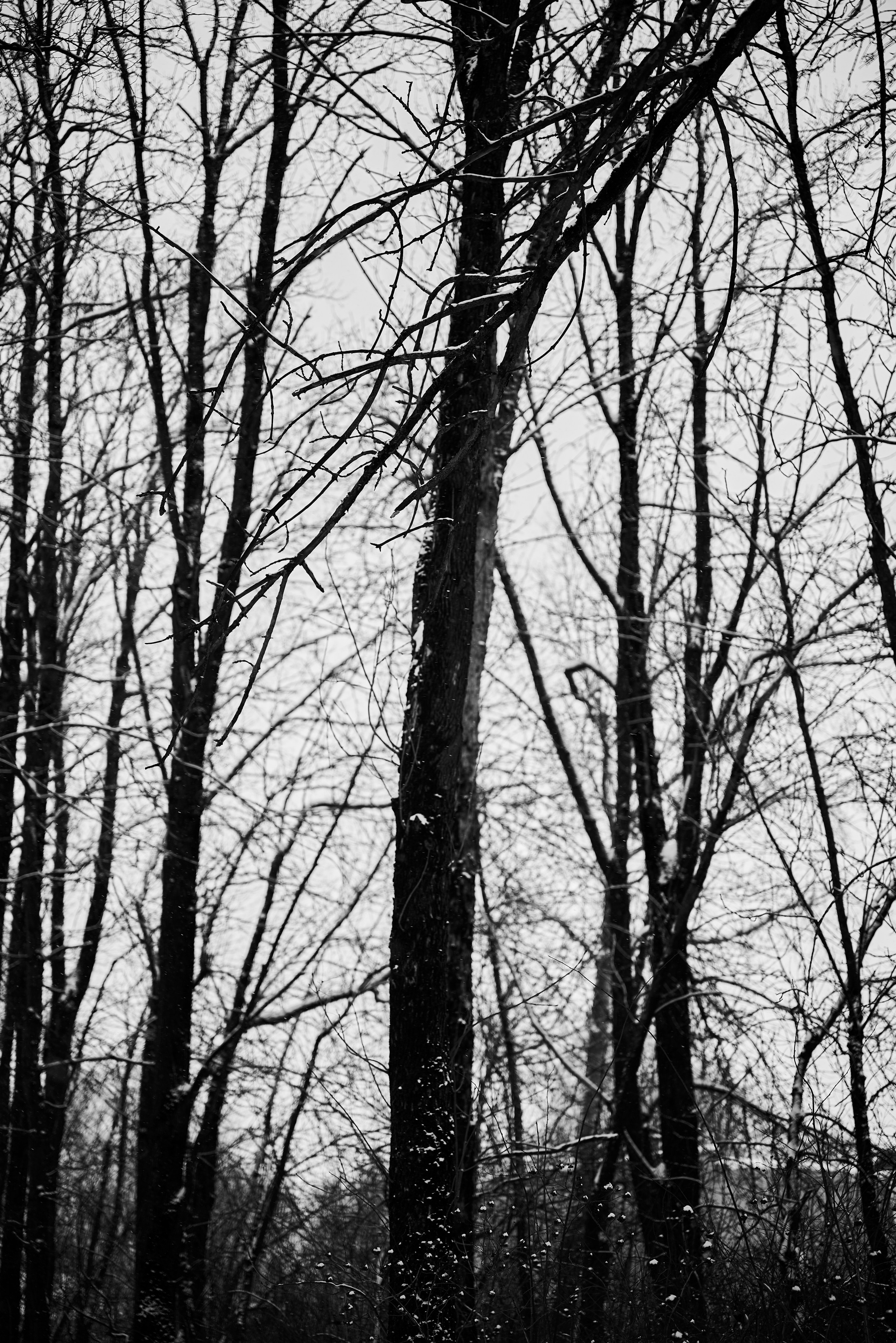 Серафим. Фотограф Анастасия Клинова. Тверь