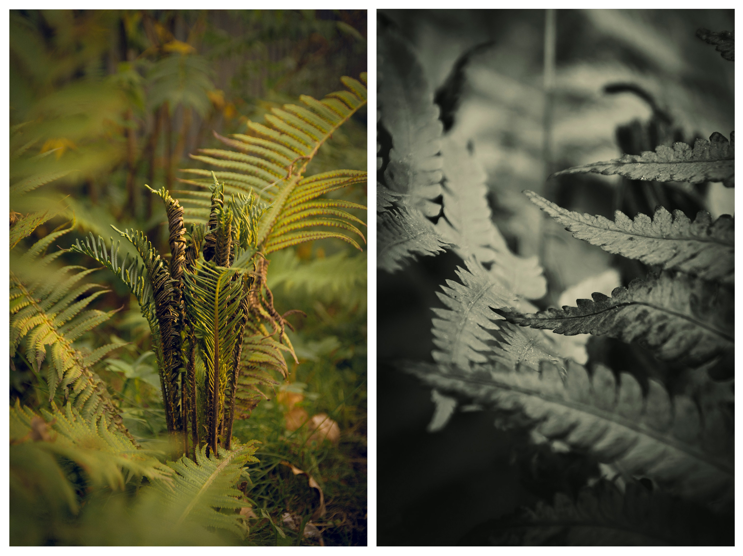 Из наблюдений. Плак или Квак