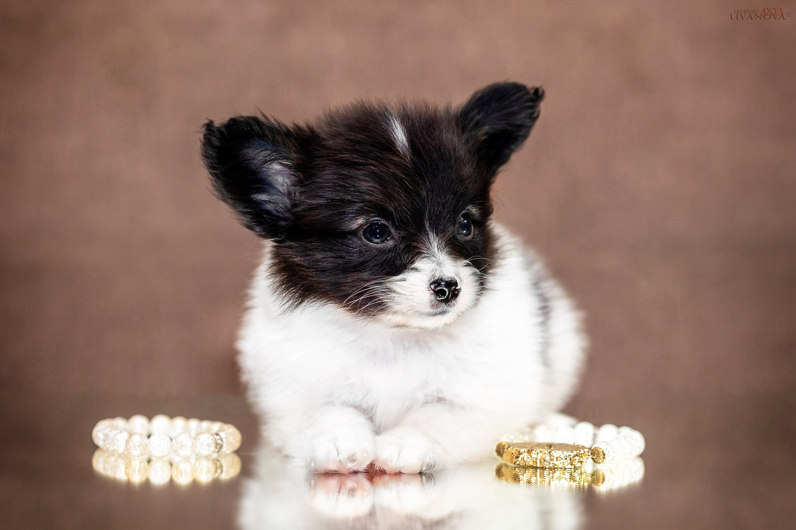 Папийончики. Фотограф анималист Аня Ливанова | Рыбинск