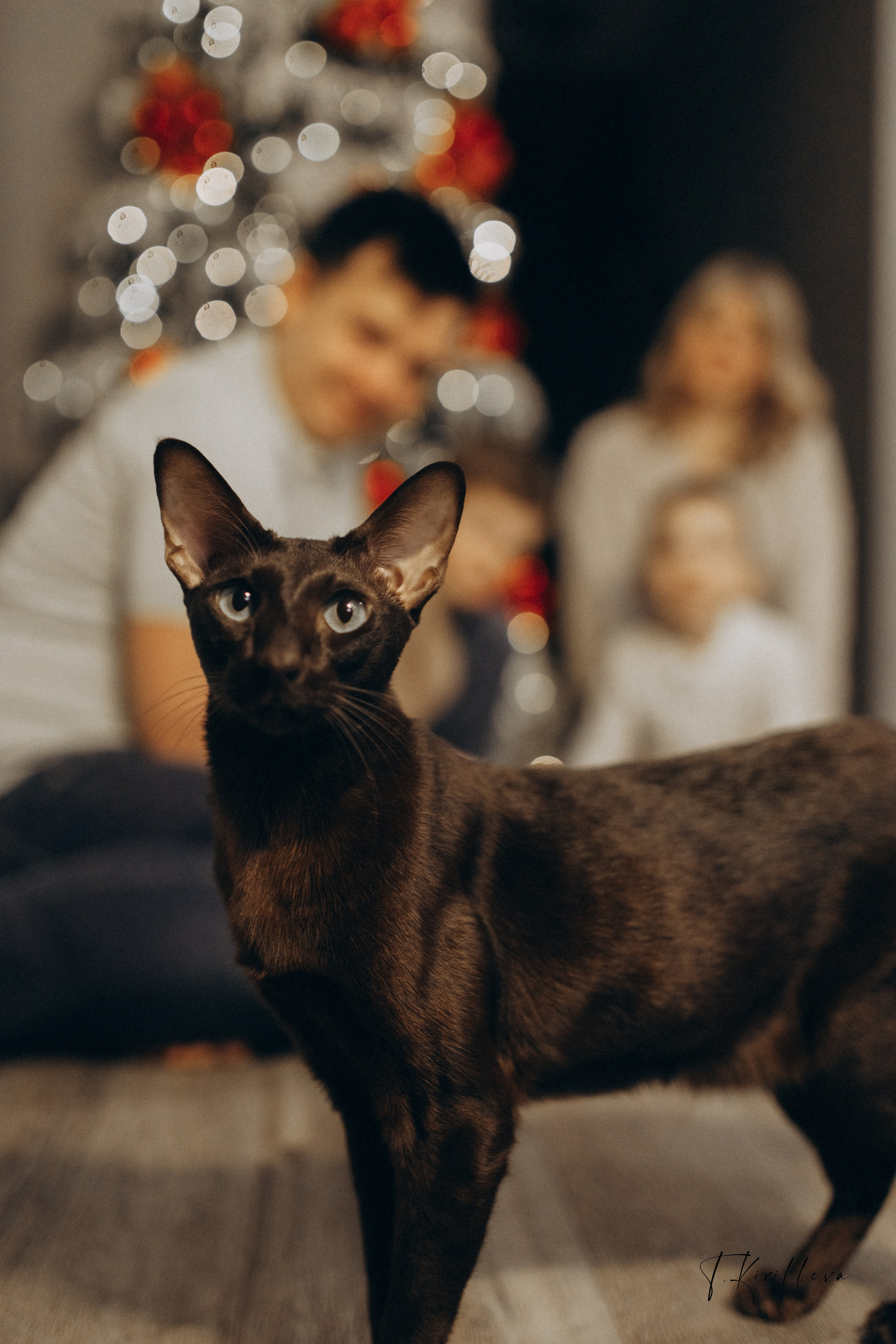 Новогоднее утро. Фотограф-анималист в Москве Кириллова Татьяна