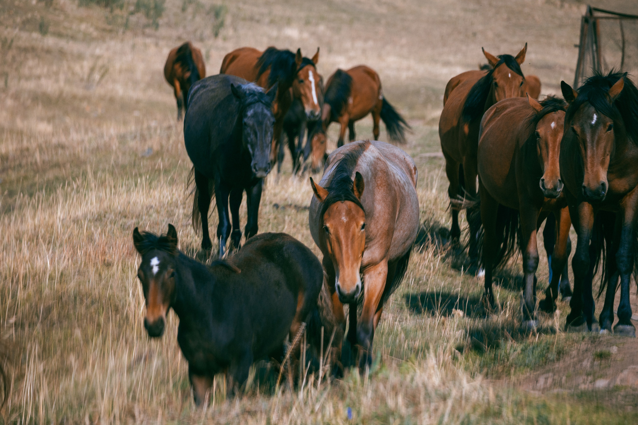 Поездка на плато Ассы и за пределами. Экскурсии и туры по Алматы