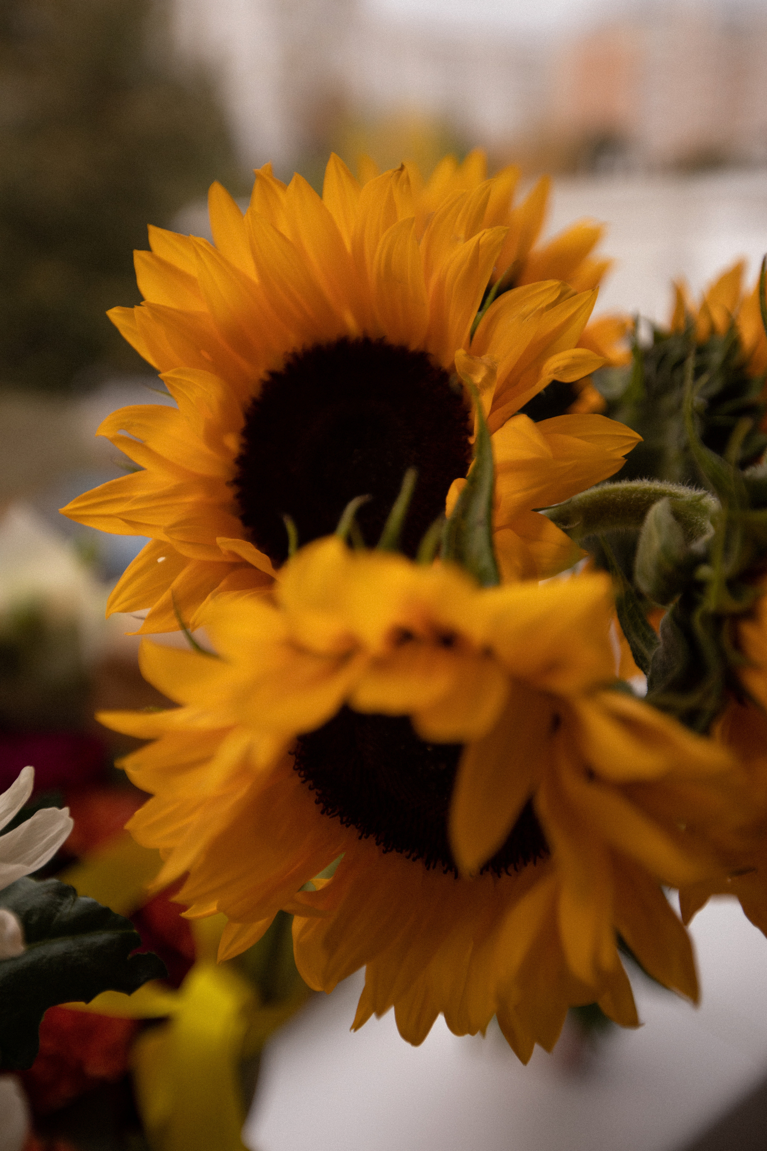 Открытие фотостудии Vibes. КЭНДИ | Вязаные игрушки и декор на заказ