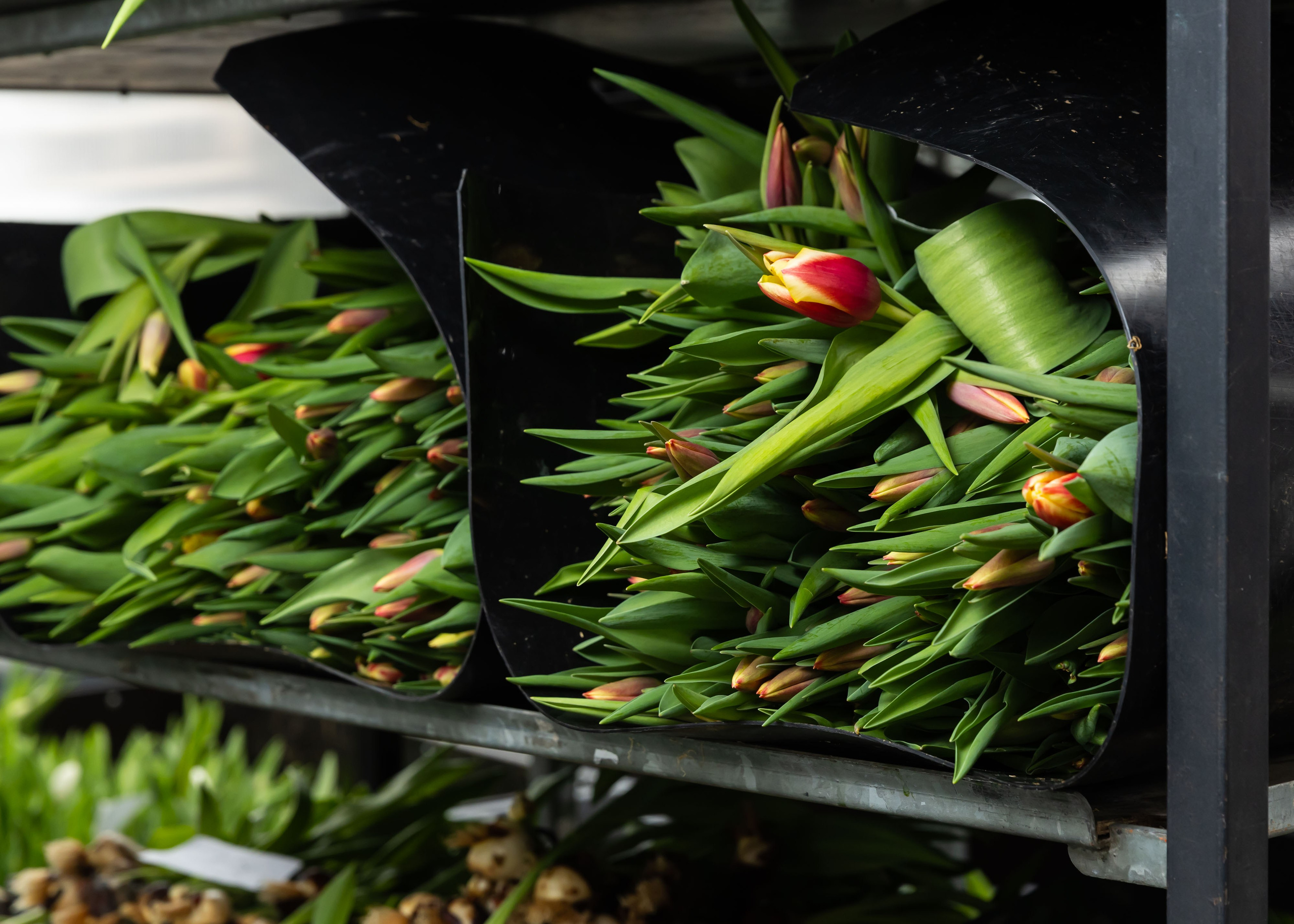26.02.2026 Цветополис. ФОТОГРАФ ВИНОГРАДОВА ДАРЬЯ