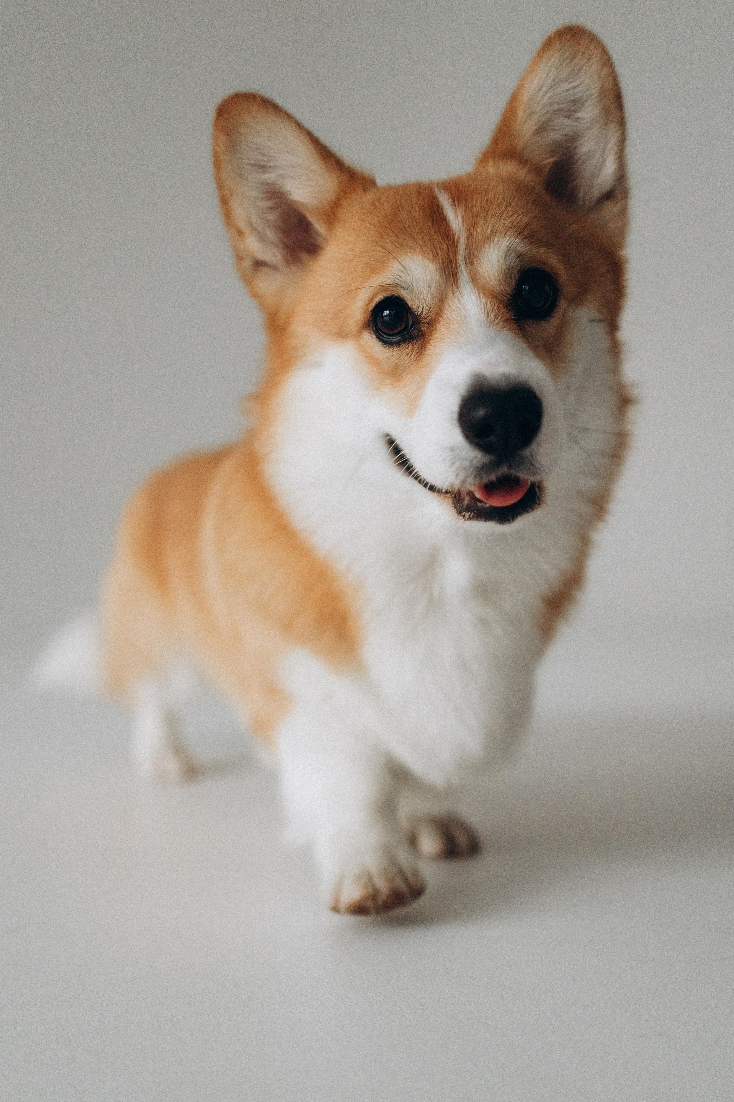 Зевс и его семья. Фотораф — анималист Мария Шистка