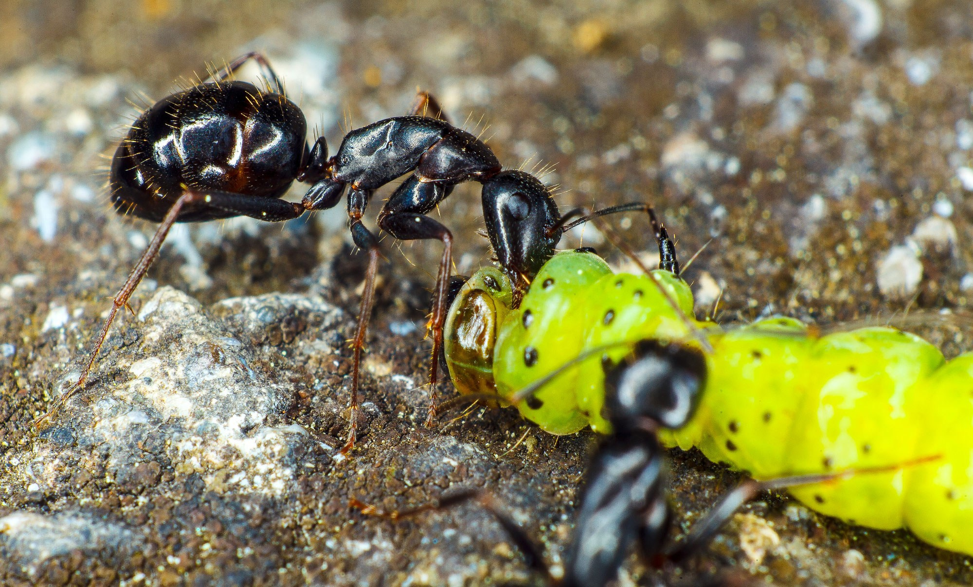 свадебный фотограф Геленджик