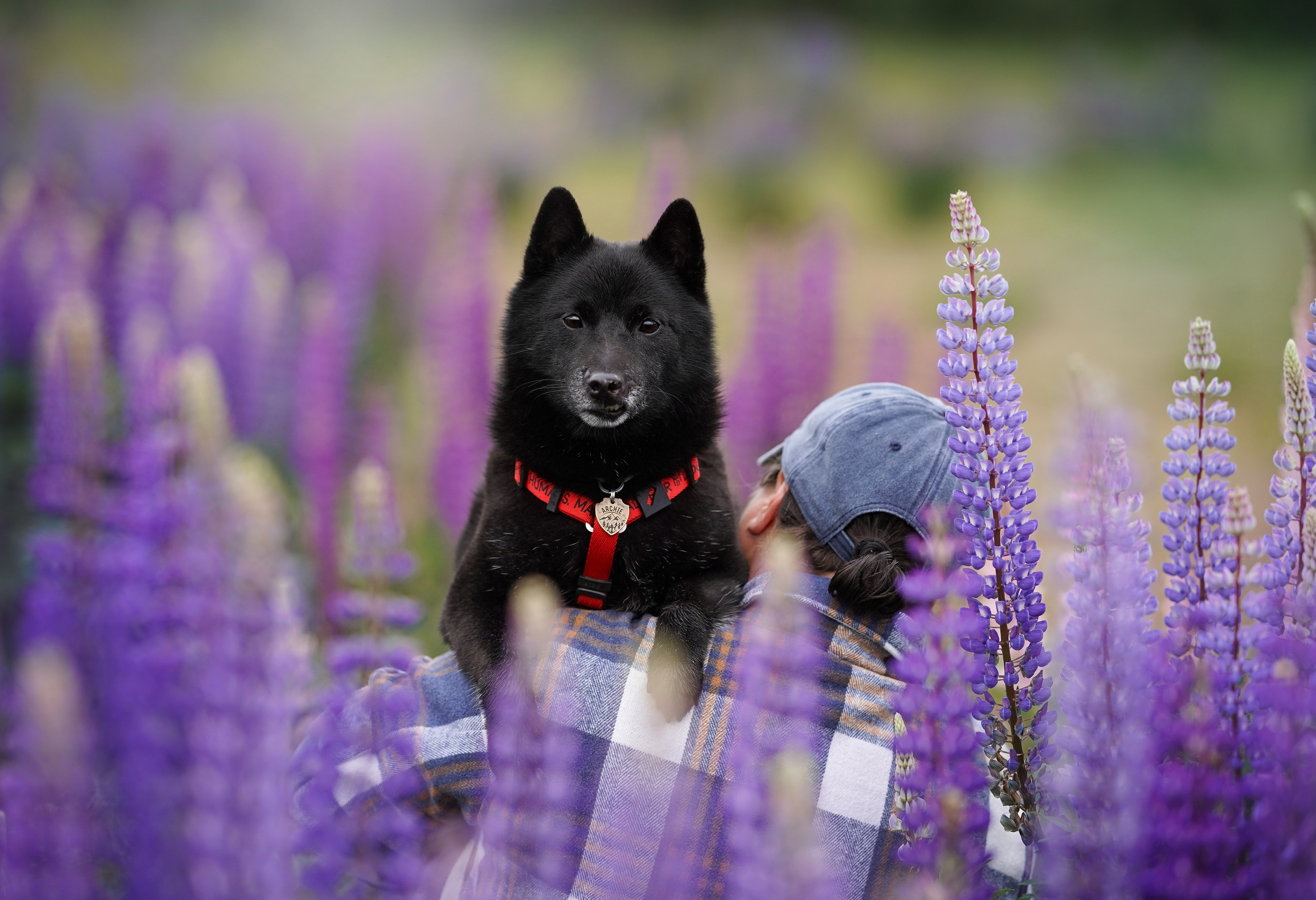 Аня Арчи и Панда в люпинах. Фотограф-анималист в Санкт-Петербурге Яна Мартынова