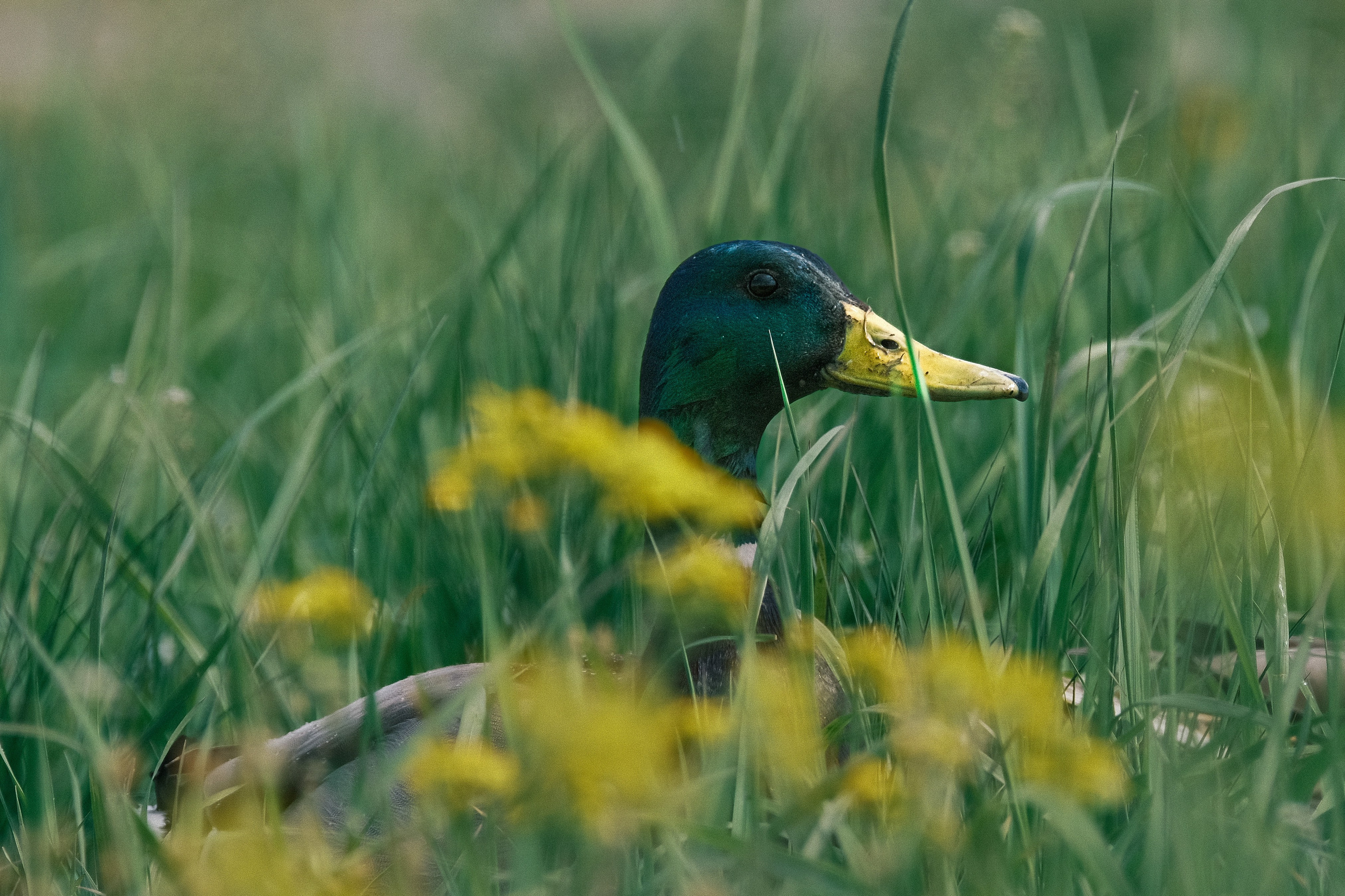 Птицы. Спортивный фотограф в Ростове-на-Дону Сергей Реусин