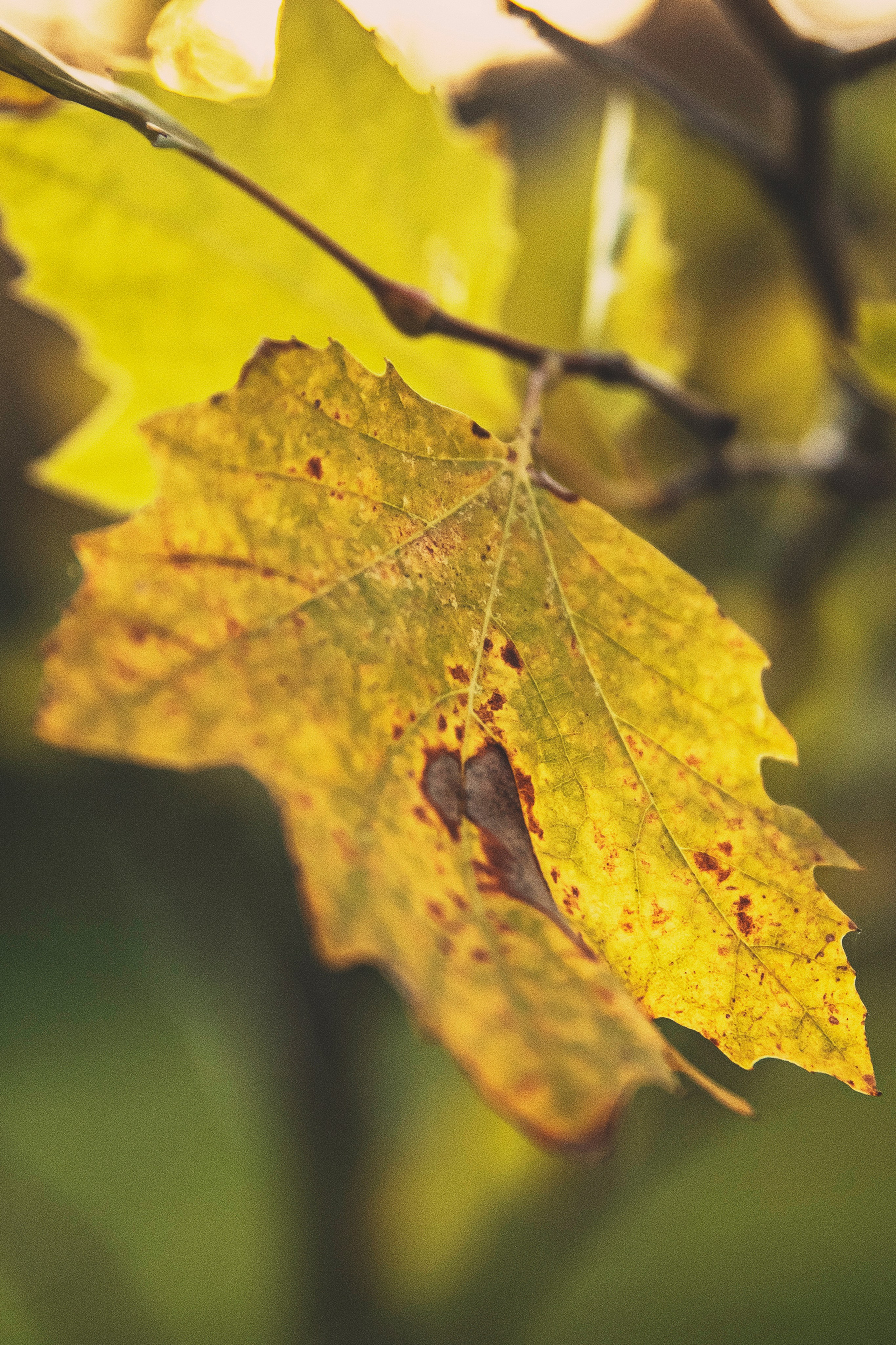 Мирославу 1 годик. Свадебный и семейный фотограф Колоскова Мария (Сочи и весь мир)