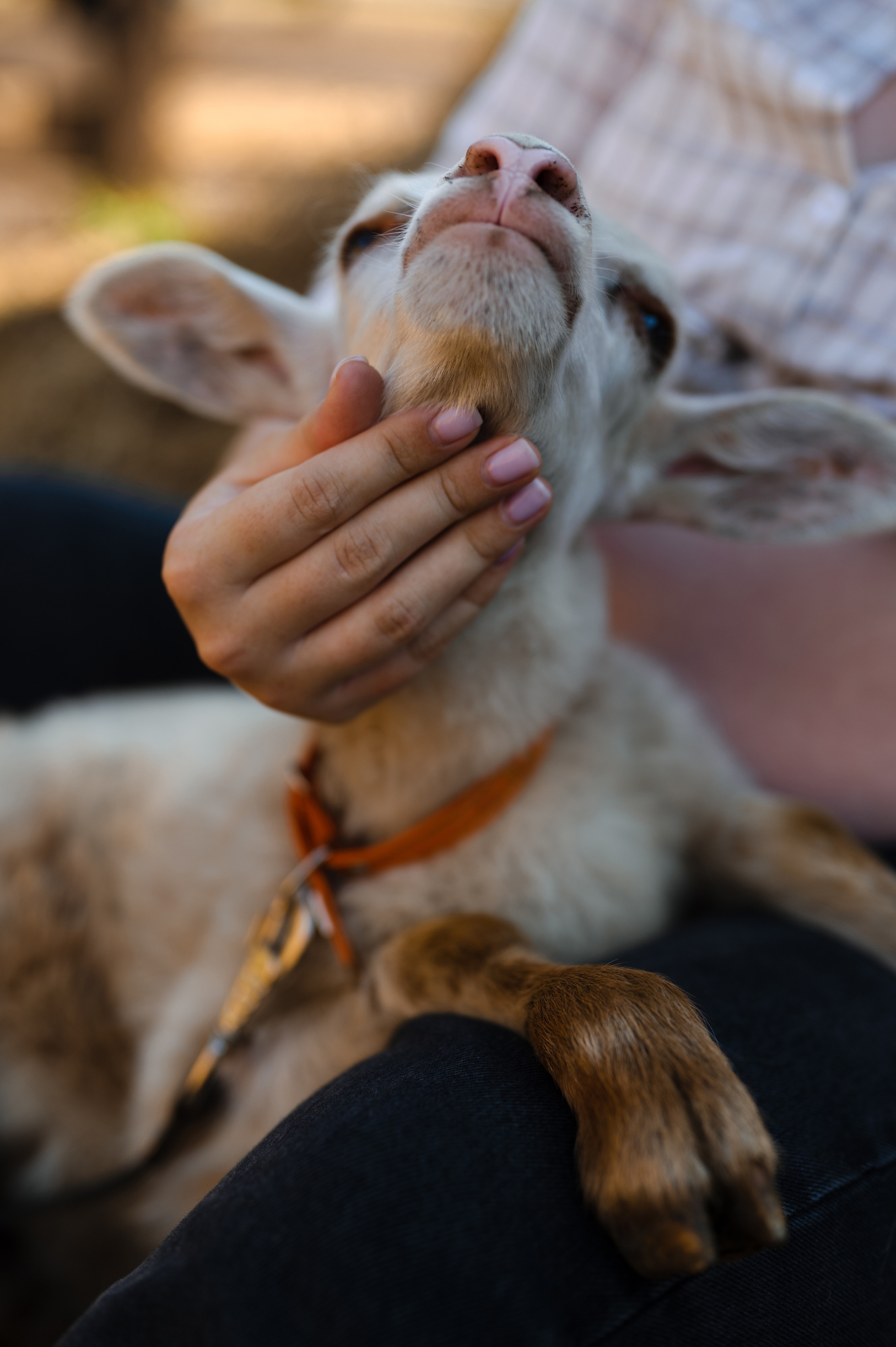 Диана, ферма. Фотограф Красноярск Екатерина Карпеза