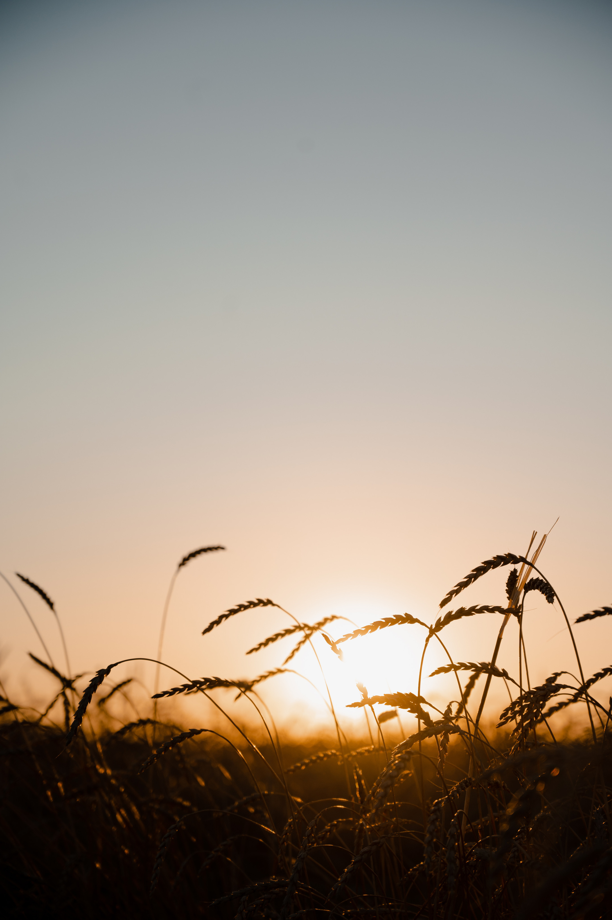 Маша и Саша, пшеница. Фотограф Красноярск Екатерина Карпеза