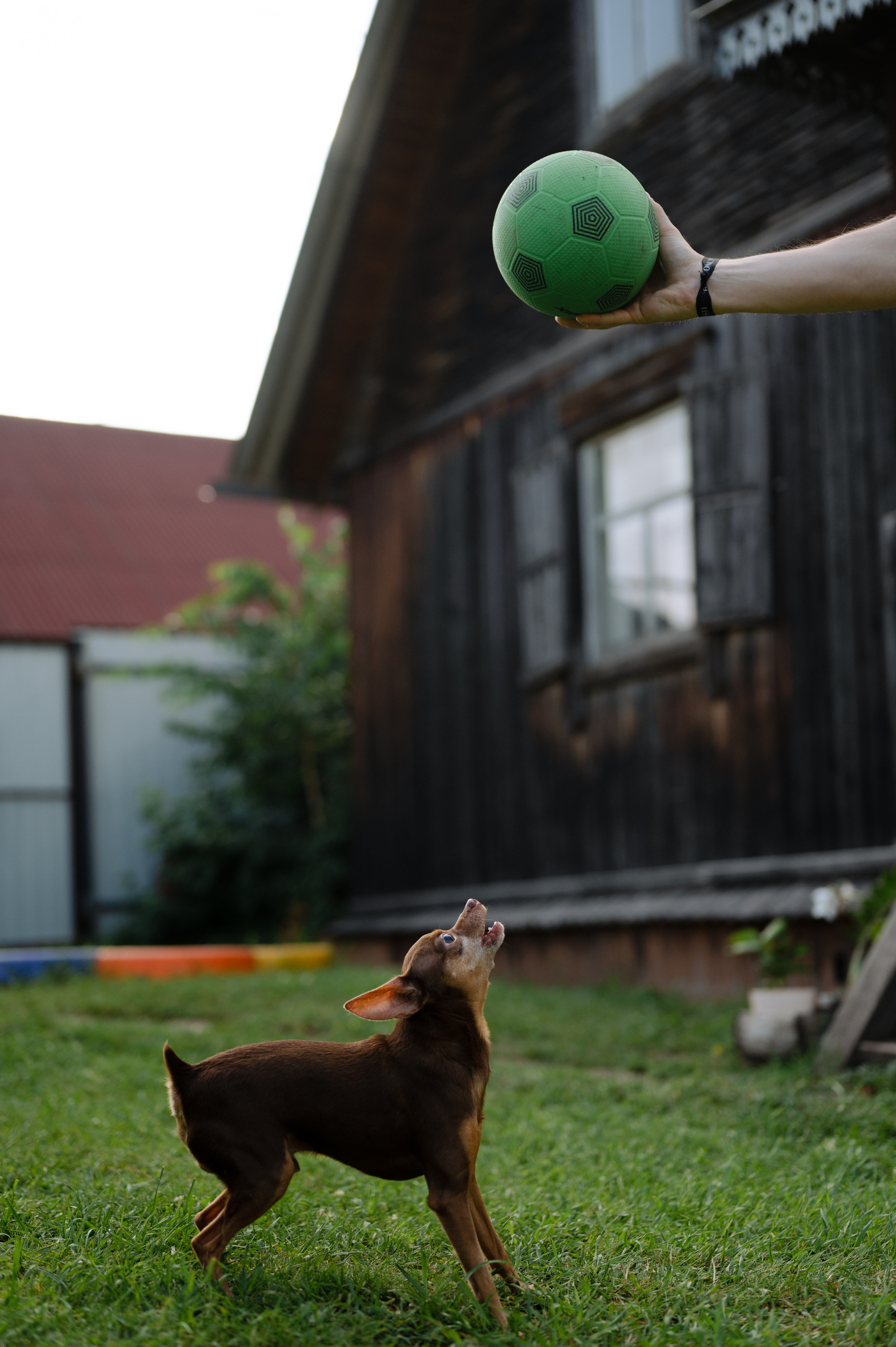 Алексеевы, дача. Фотограф Красноярск Екатерина Карпеза