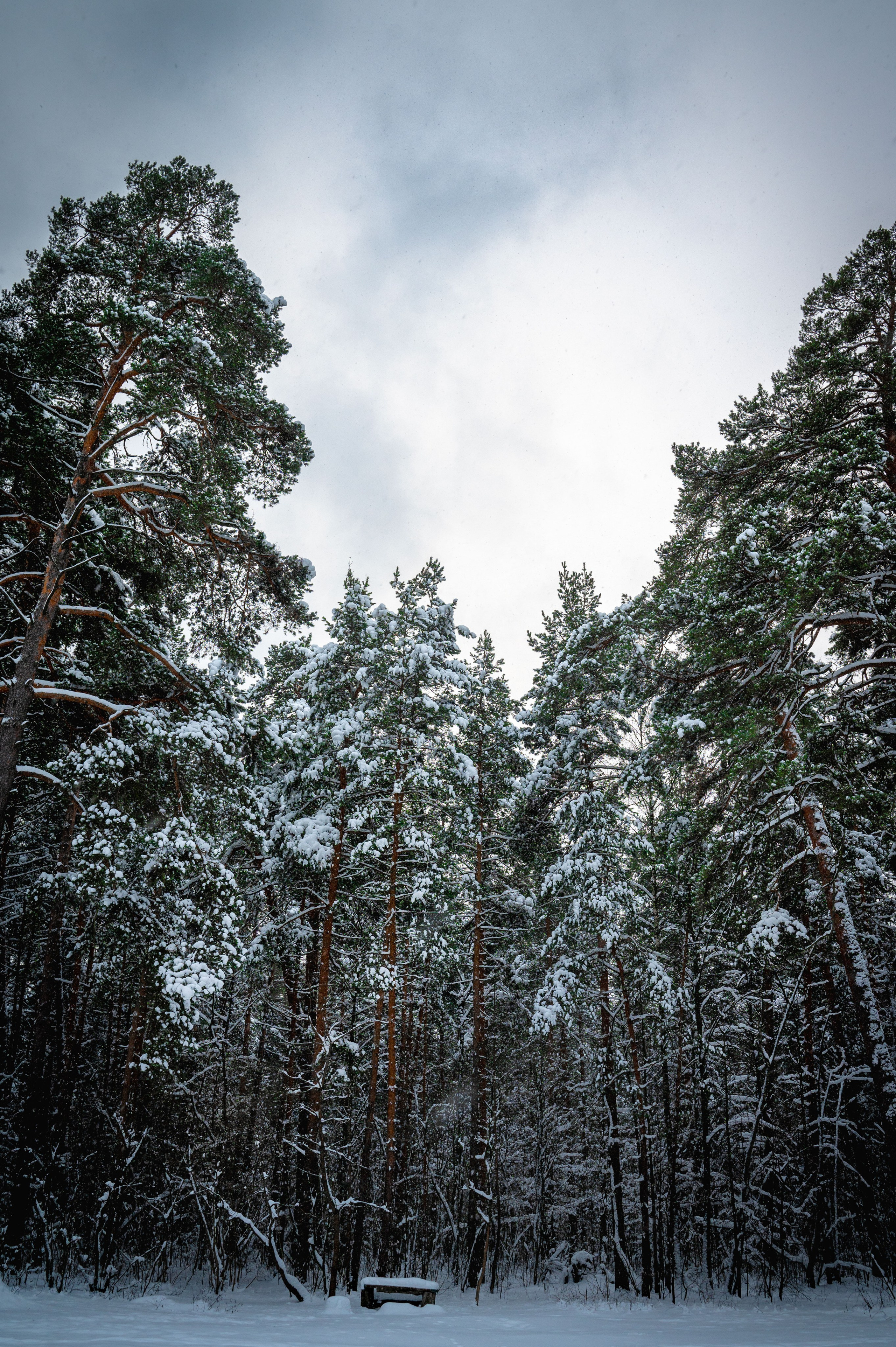 Прогулка с собакой. Зима, лес, Москва. Vadim Nevenglovskii Фотограф в разных жанрах