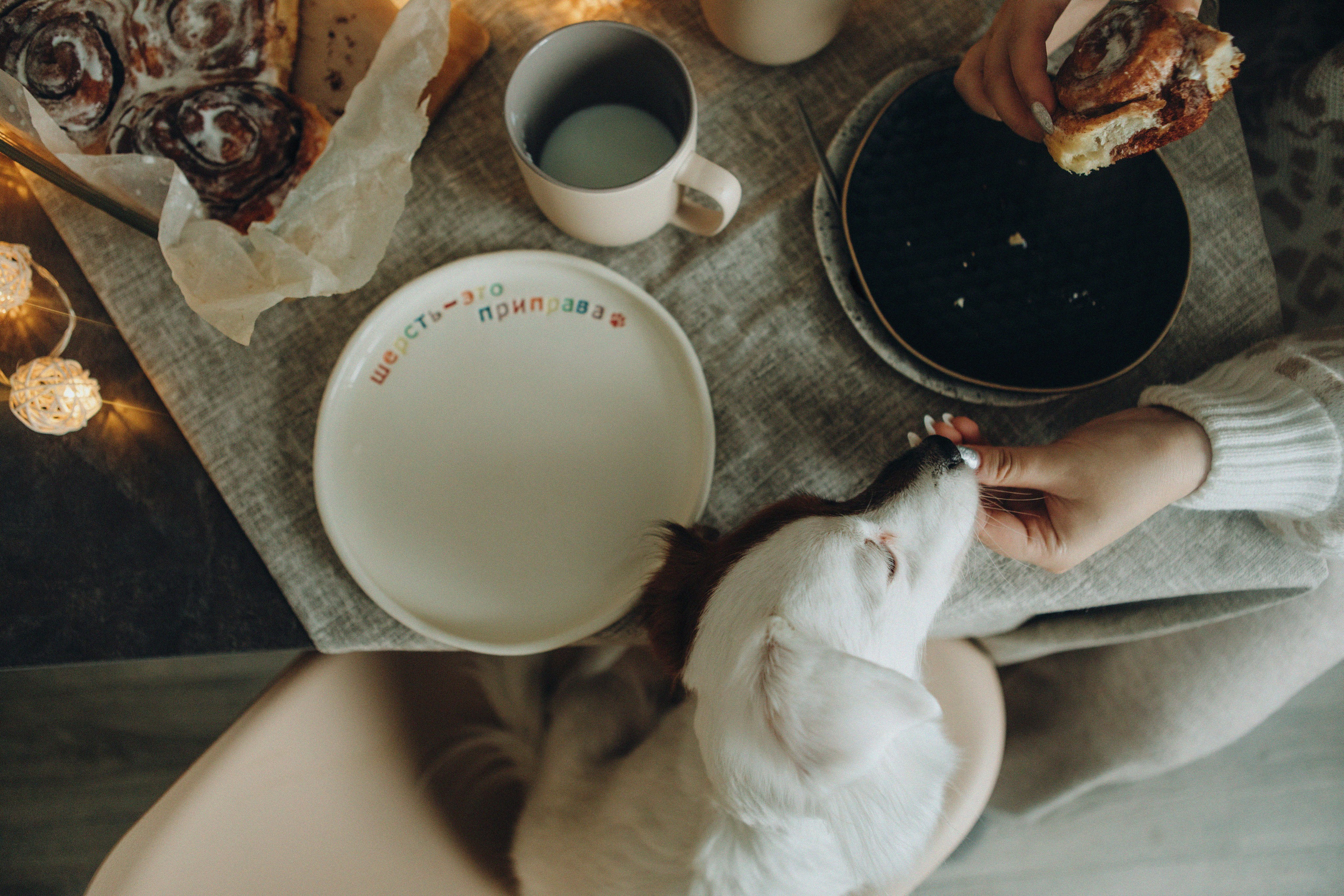 Break fast with a dog. Свадебный и семейный фотограф Арестенко Анастасия