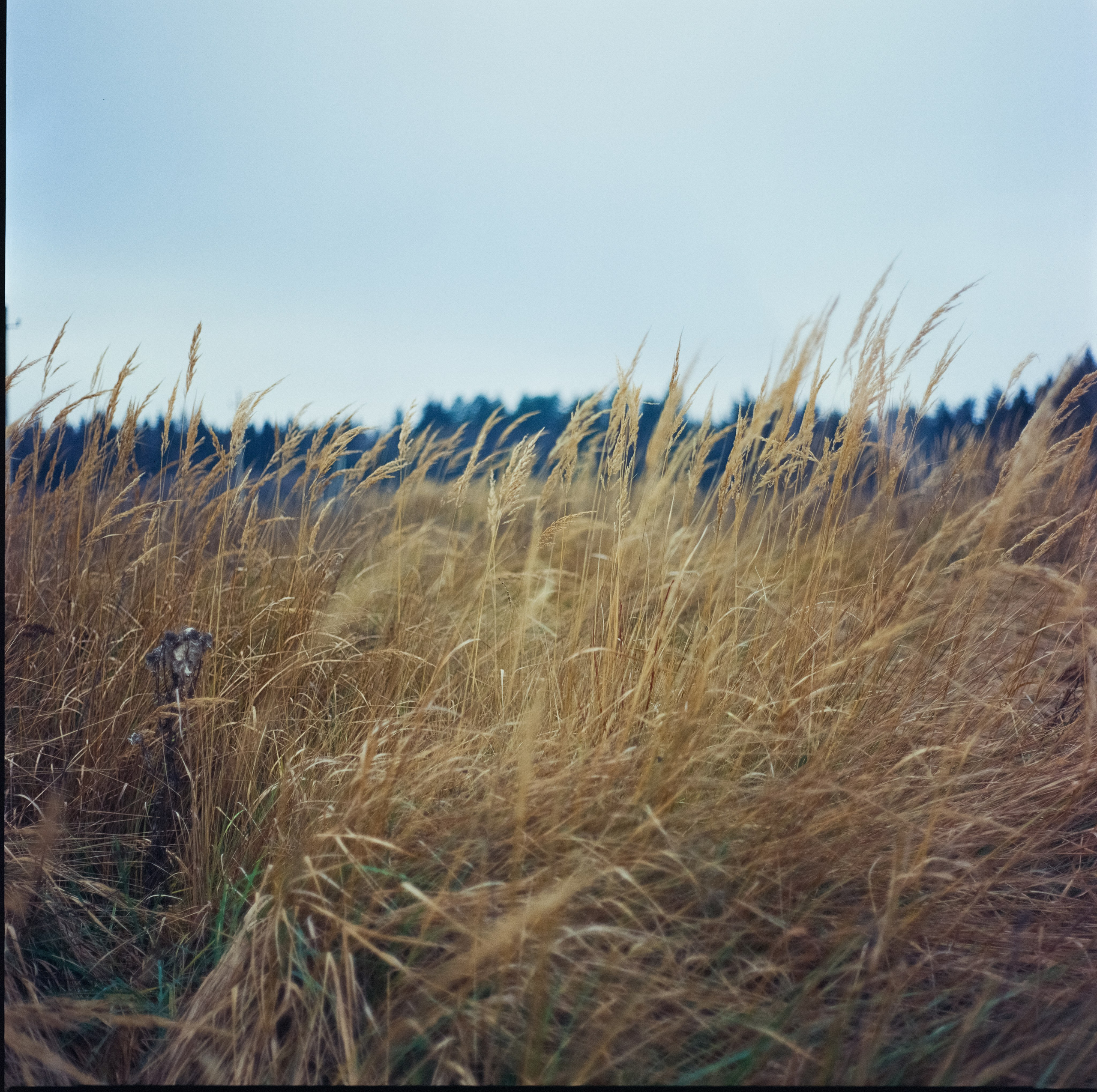 Kowa Super 66 / Kowa 85 mm f2.8 + Kowa 55 mm f3.5 / Kodak Ektachrome E