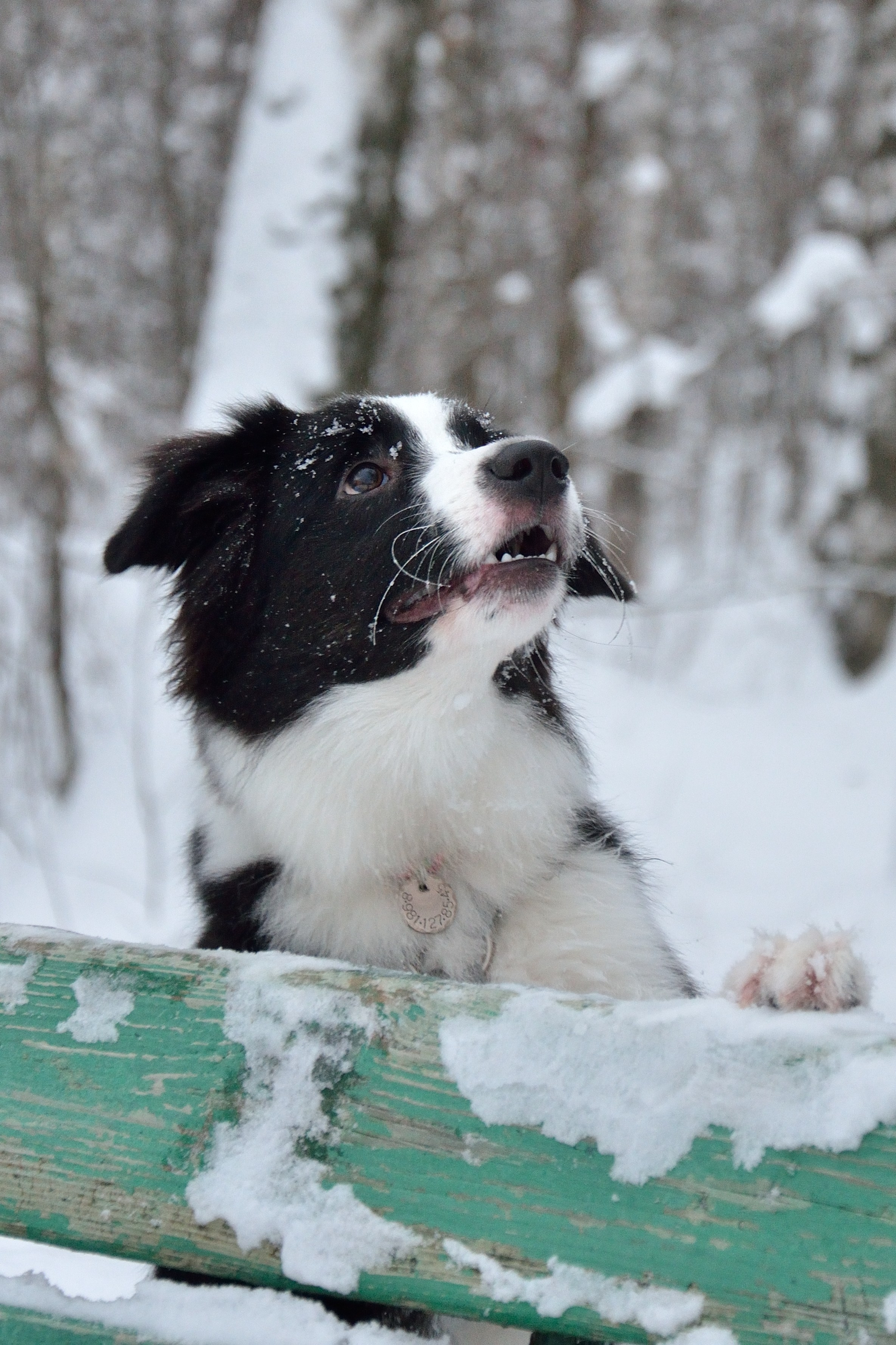 Природа и анималистика. Добро пожаловать на мой сайт, меня зовут Наталия, я фотограф